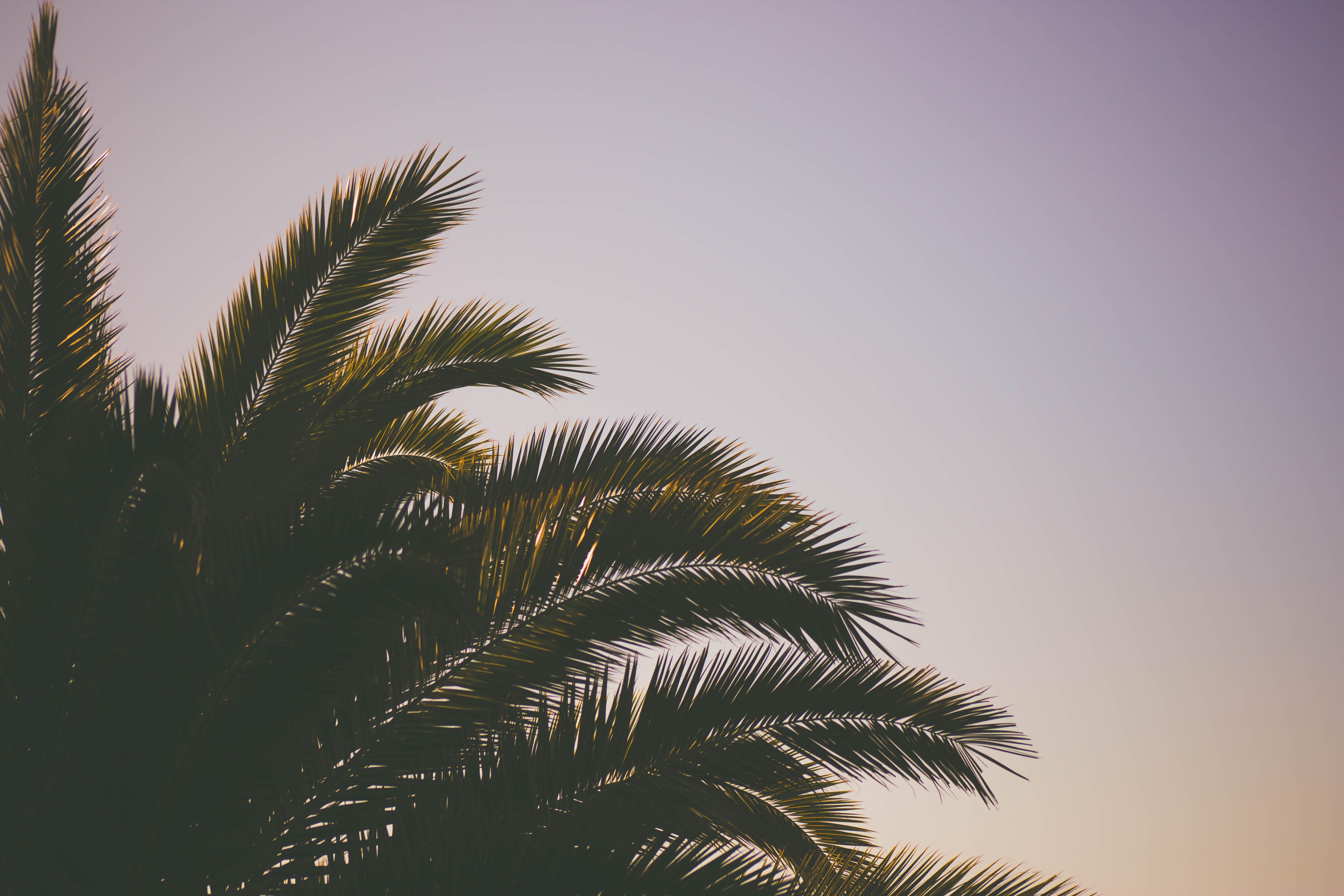 5472x3648 sunset, coastal, outdoors, summer, palm tree, nature, sky, tropical, tree, beach, palm, Creative Commons image, silhouette, vibe Gallery HD Wallpaper