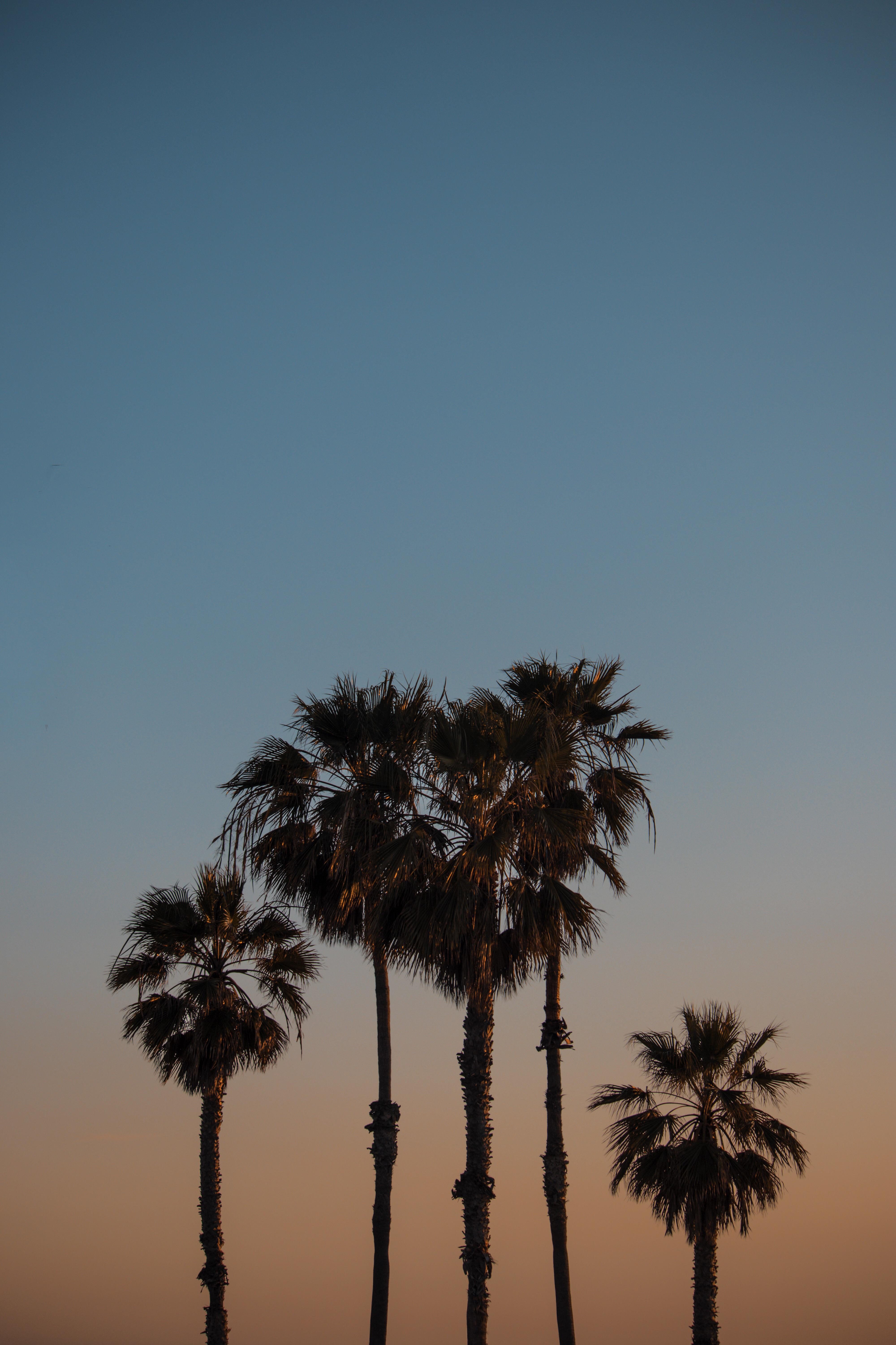 Some palm trees in Santa Monica. Feeling the summer vibe
