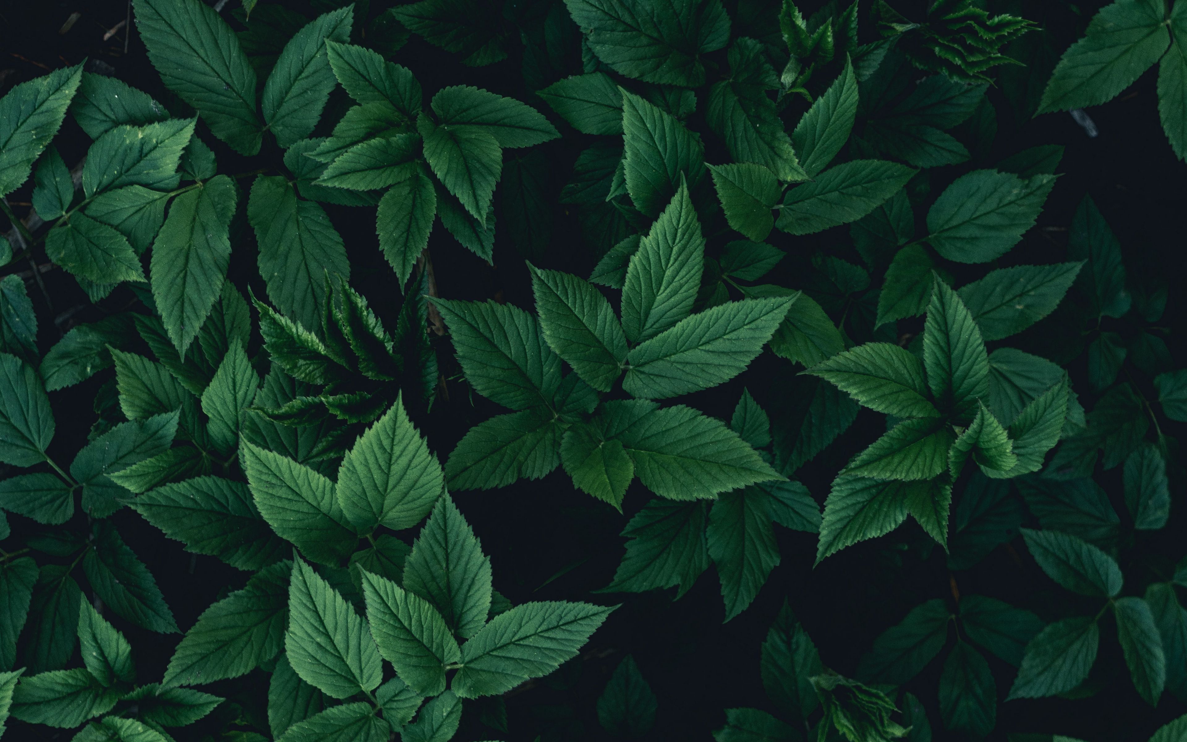 Green Leaves 4k Wallpapers Wallpaper Cave 7360