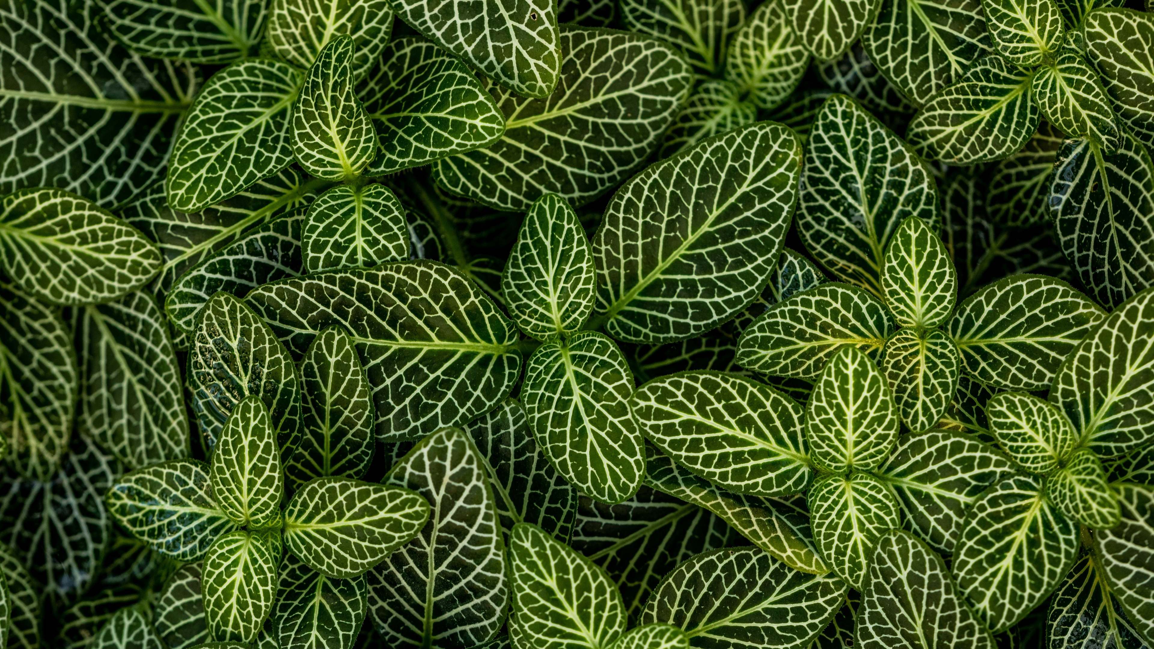 Green Leaves 4k Wallpapers - Wallpaper Cave