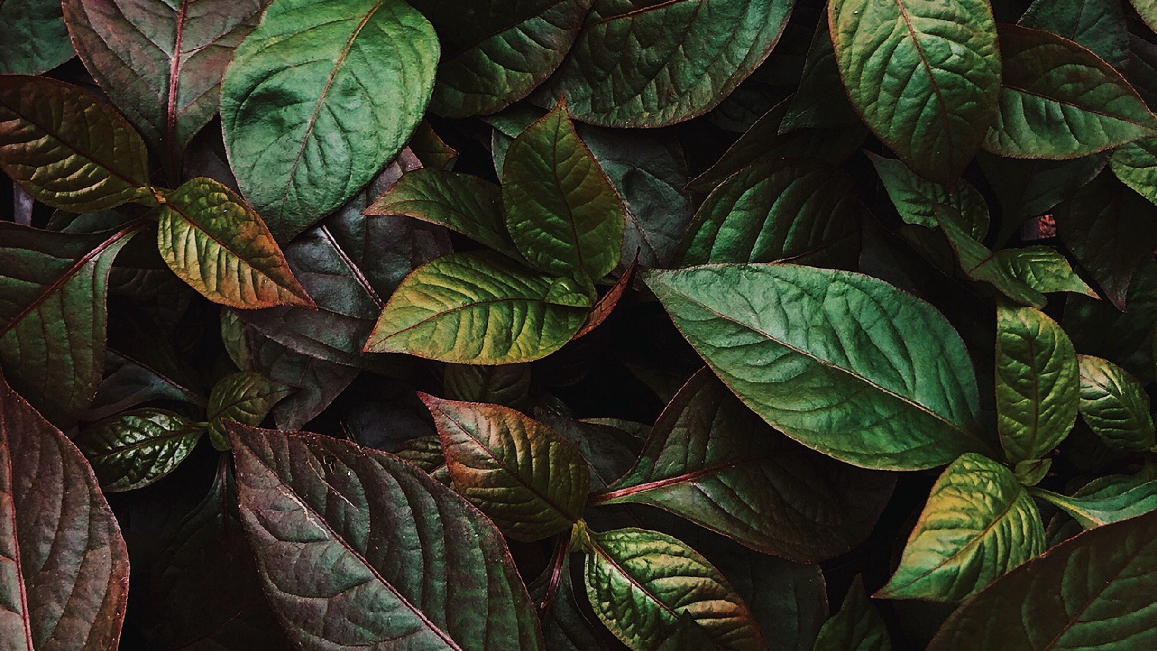 Green shiny leaves HD Wallpaper 4K Ultra HD