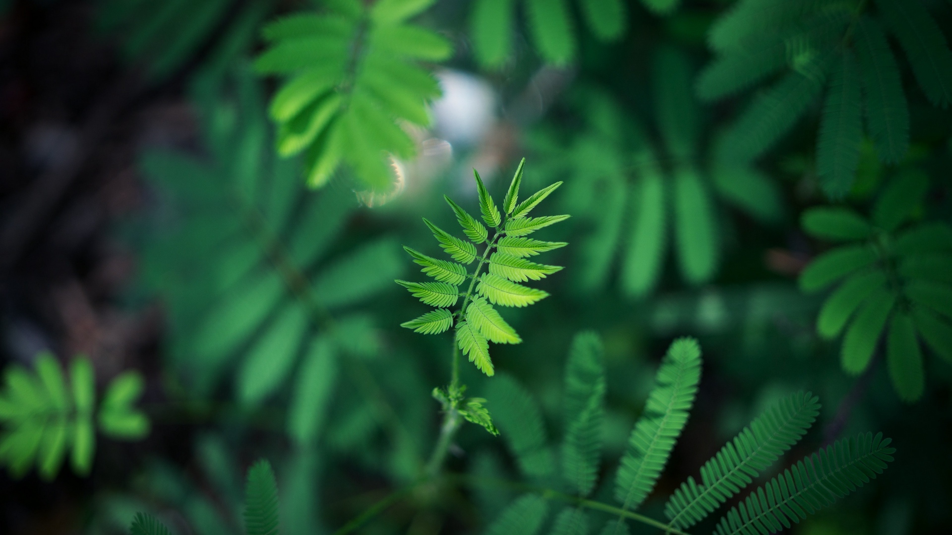 Blurred image of a green leaf HD Wallpaper 4K Ultra HD