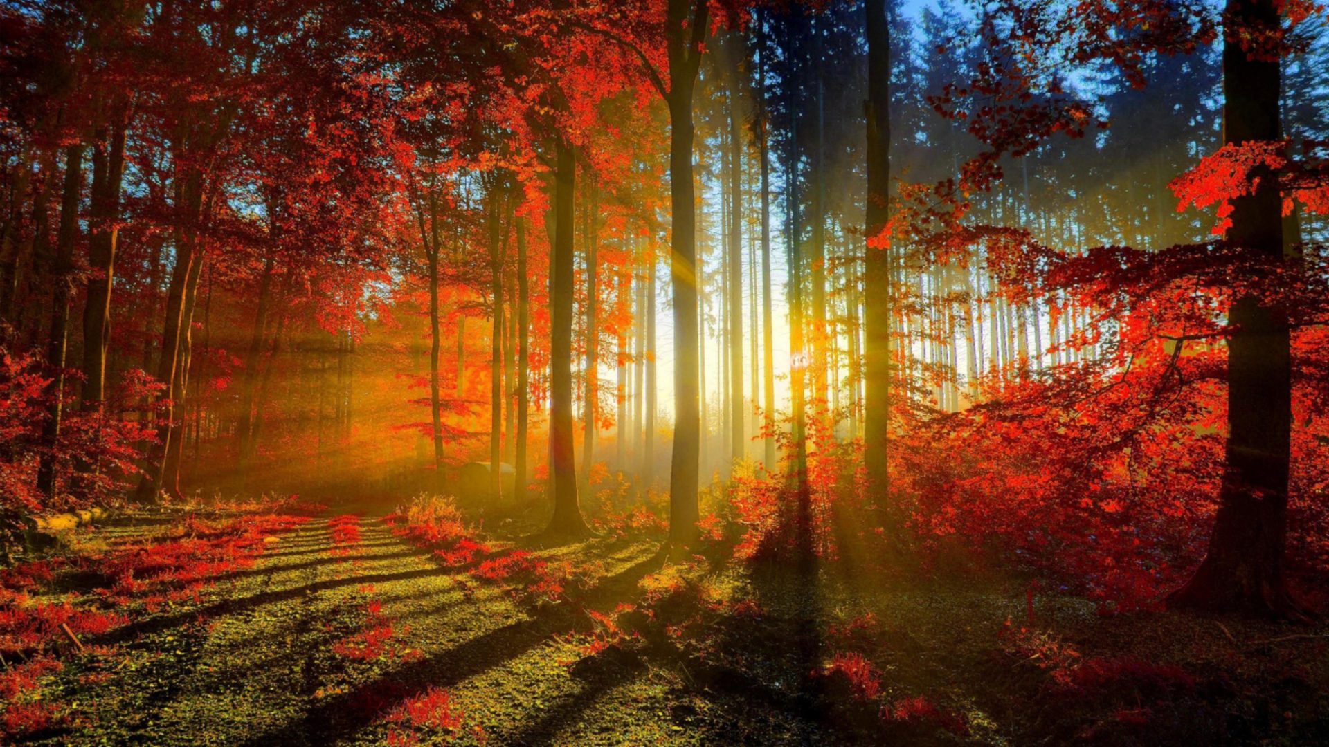 Autumn Red Forest Rays Ultra HD Wallpaper 3840x2160, Wallpaper13.com