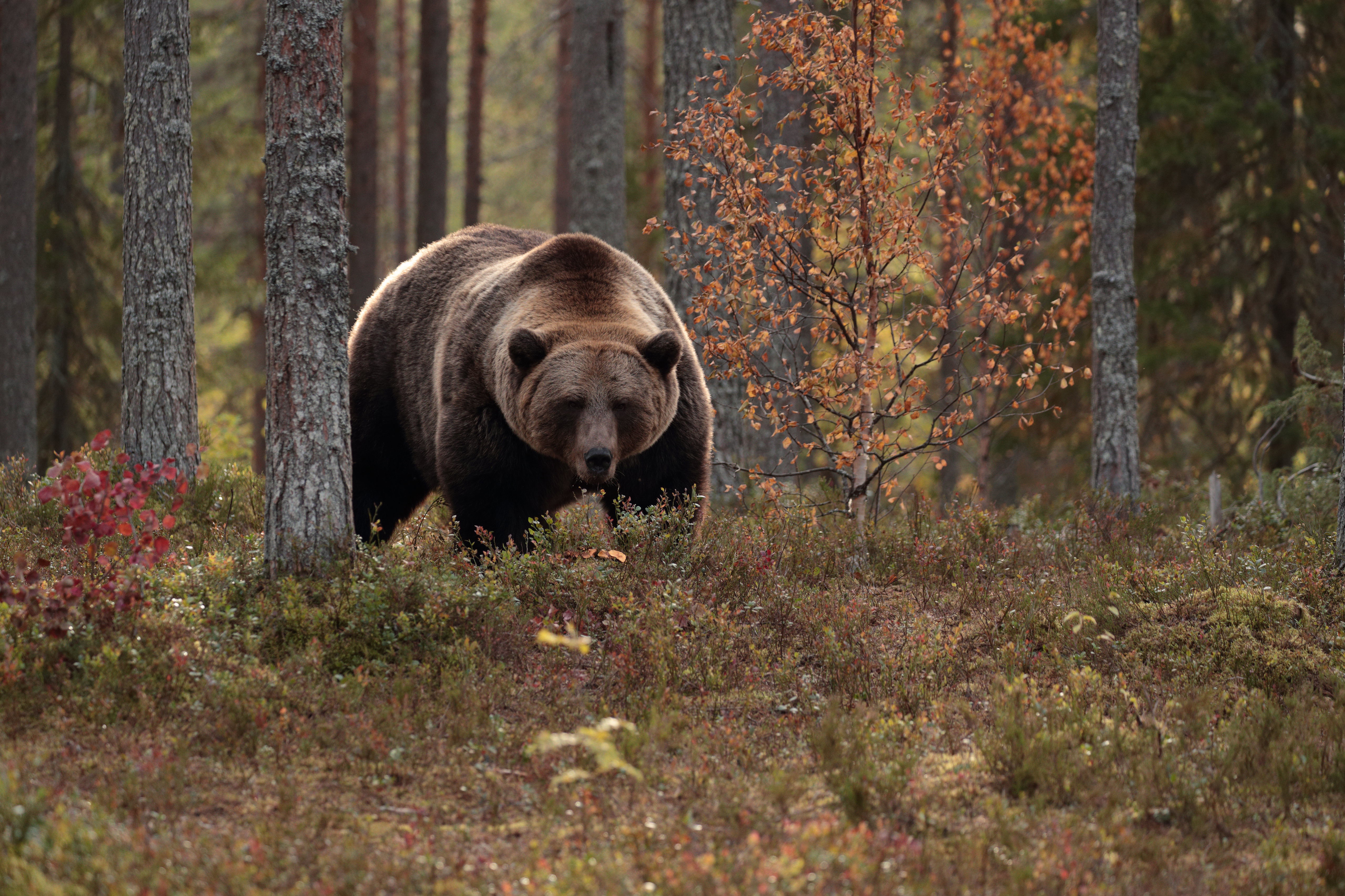 Download Animal Bear 4k Ultra HD Wallpaper