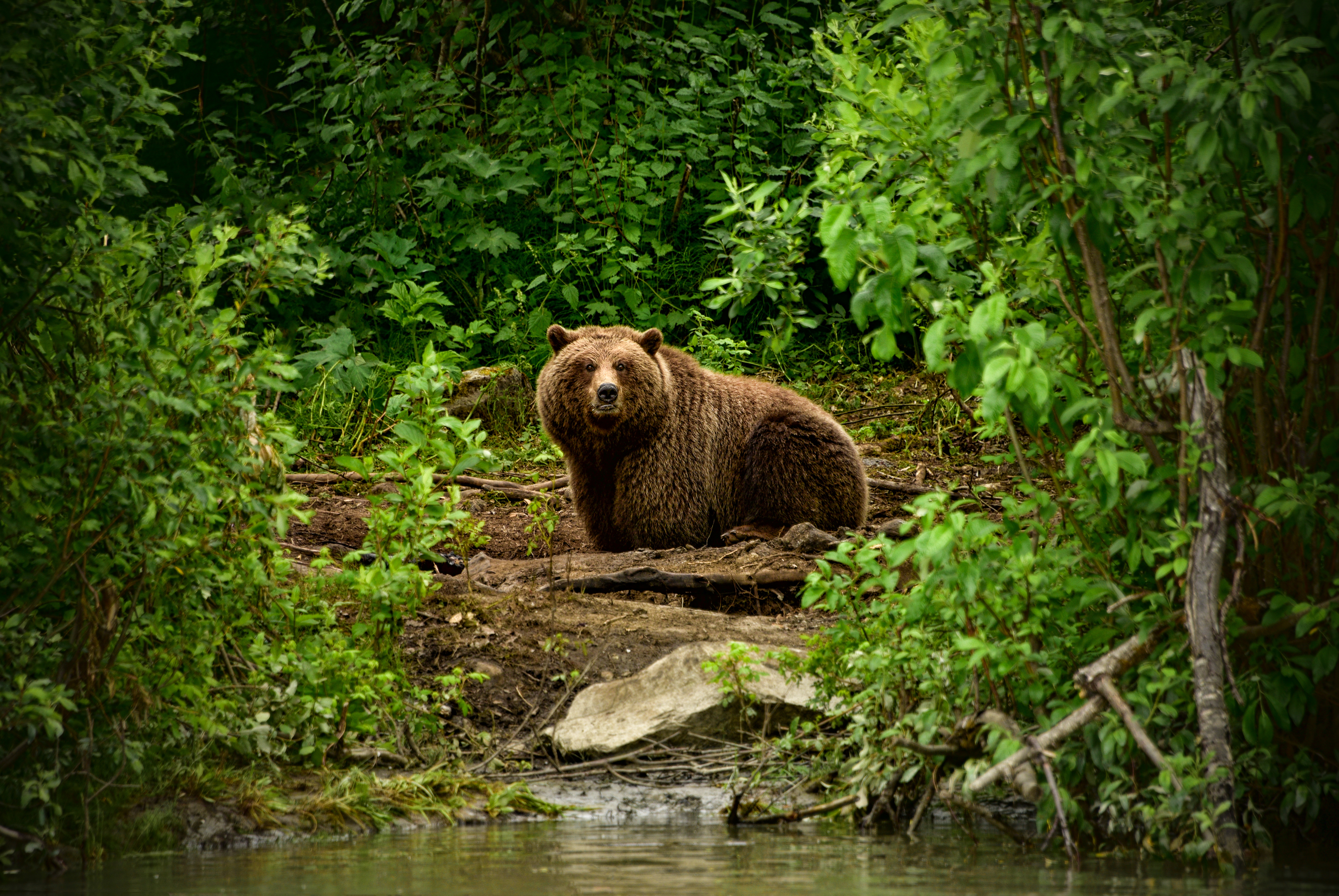 Download Brown Bear Animal Bear 4k