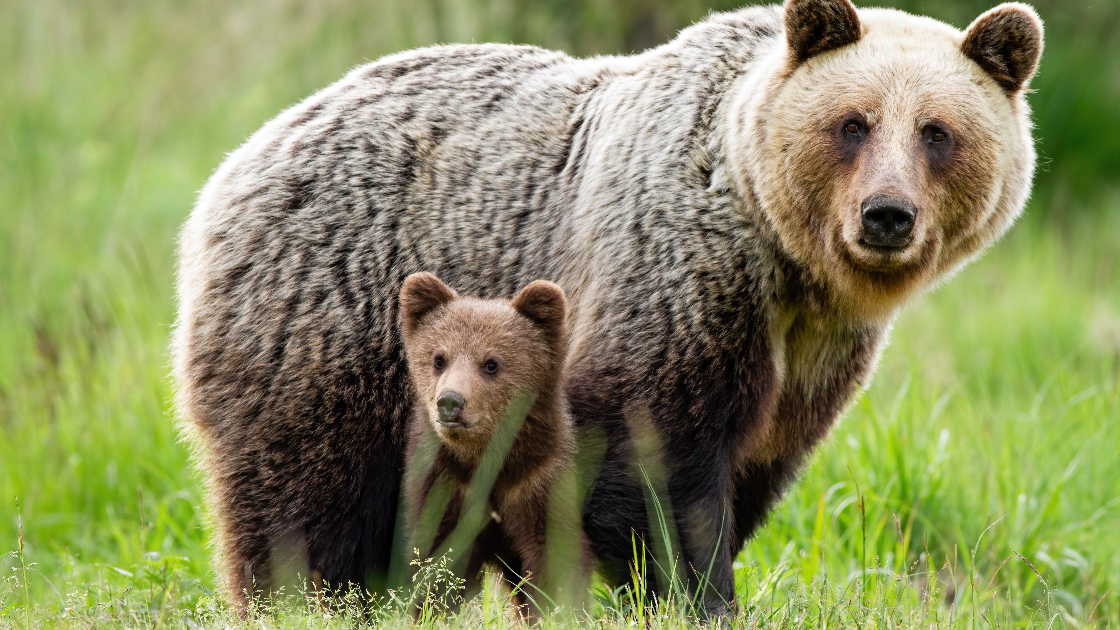 Baby Animal, Bear, Cub, Wildlife, predator 4k Gallery HD Wallpaper