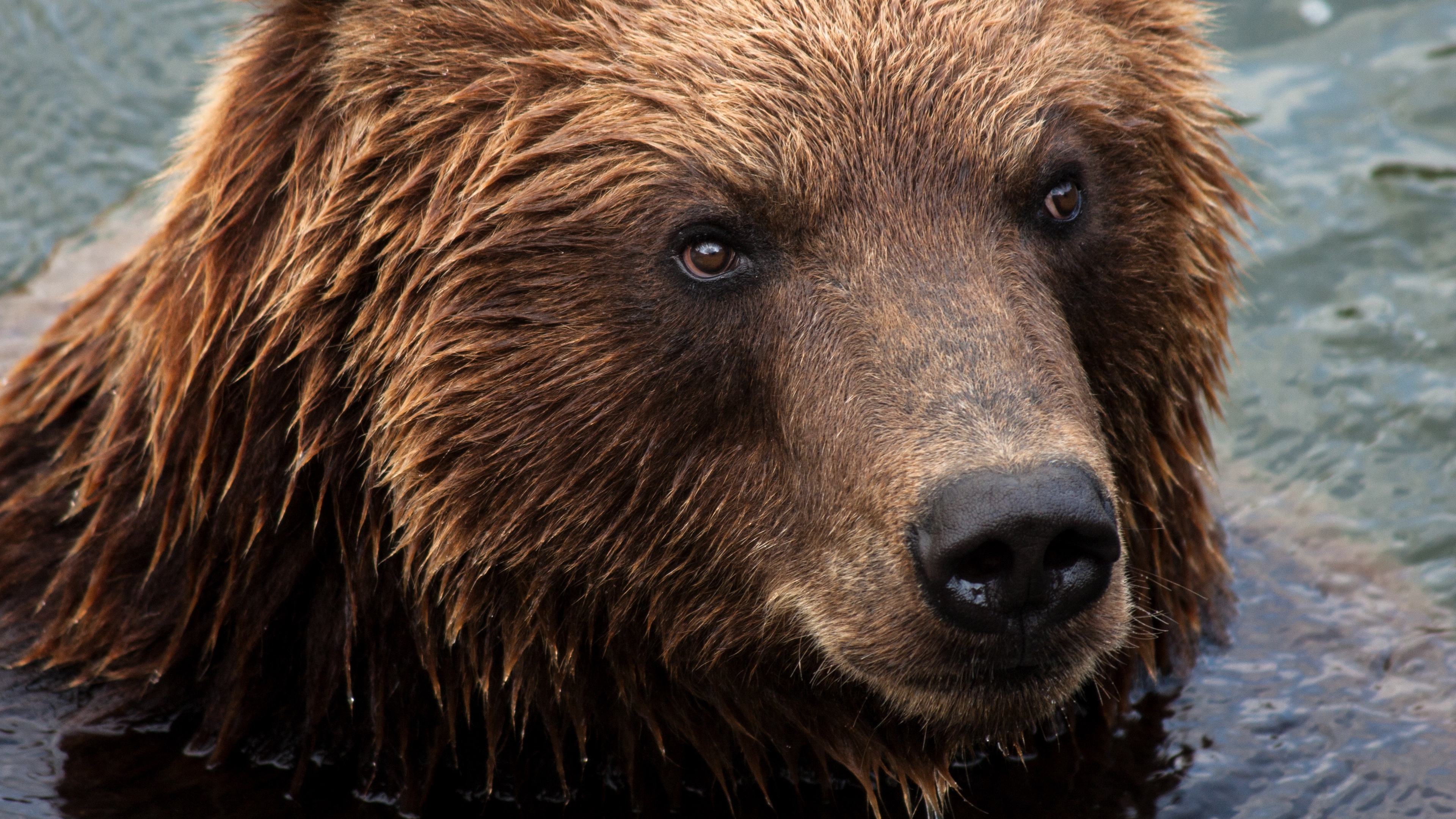 Wallpaper 4k kamchatka brown bear, bear, muzzle 4k Wallpaper