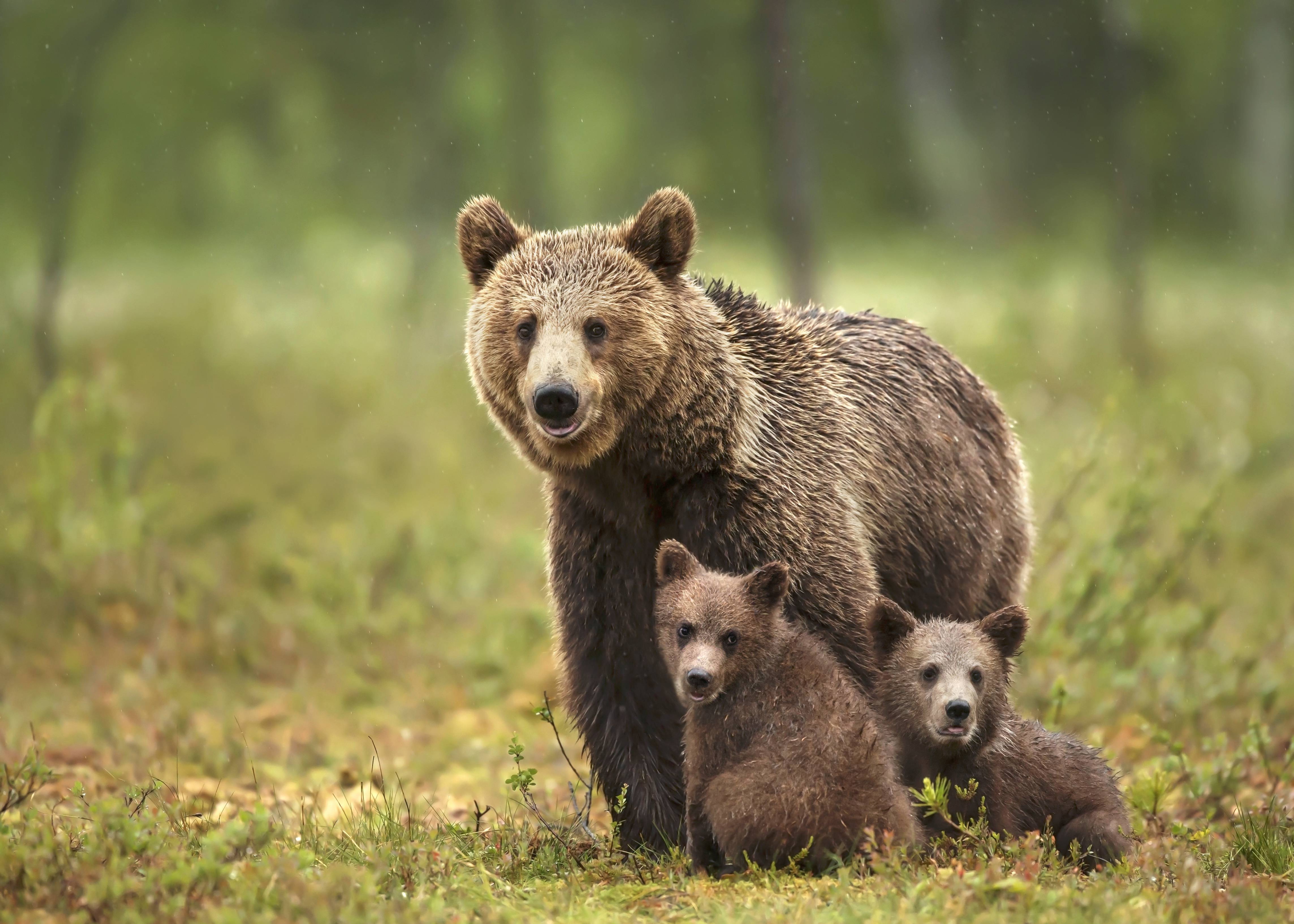 Bear 4K, Cub, Baby Animal Gallery HD Wallpaper