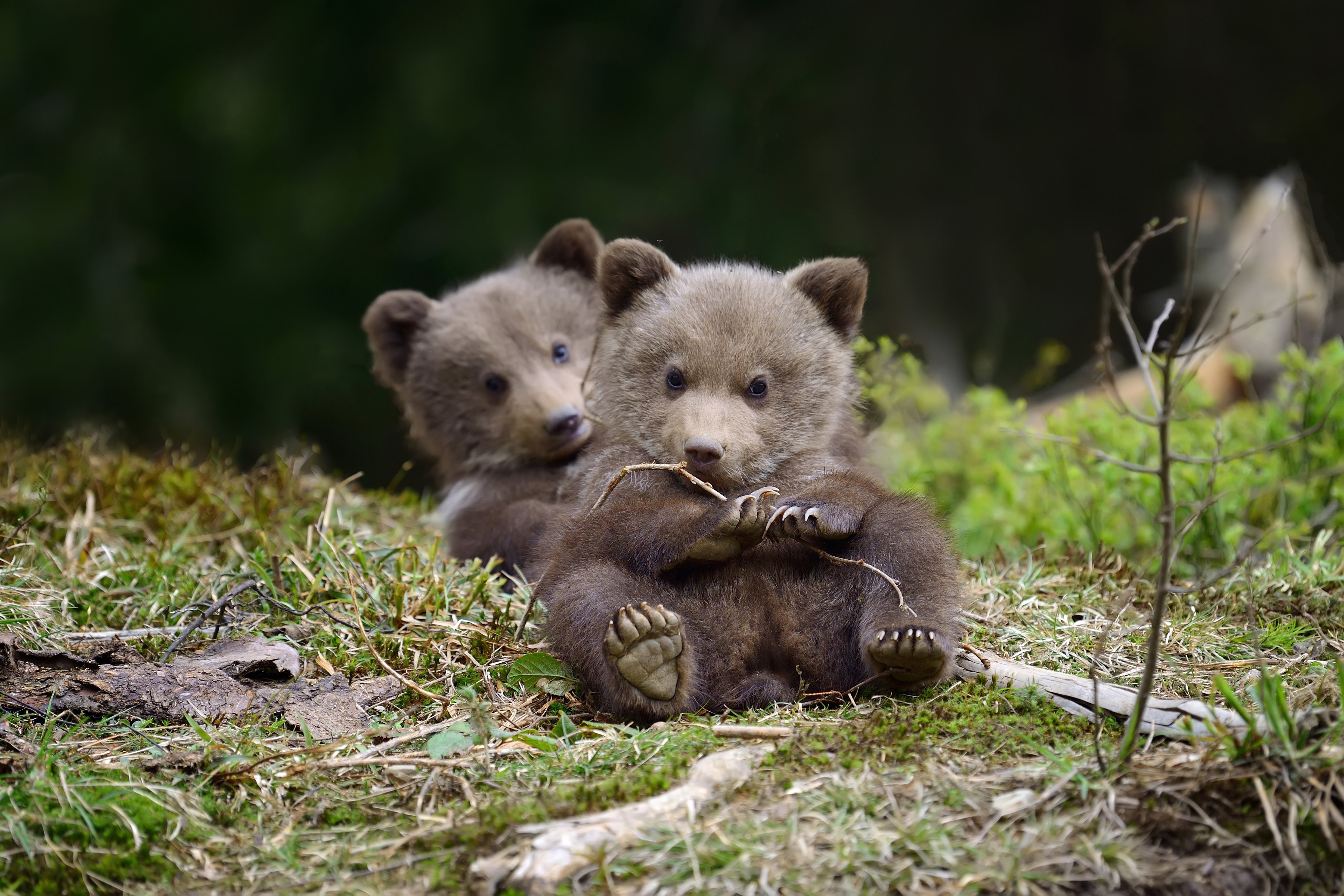Bear 4K, Cute, Baby Animal Gallery HD Wallpaper