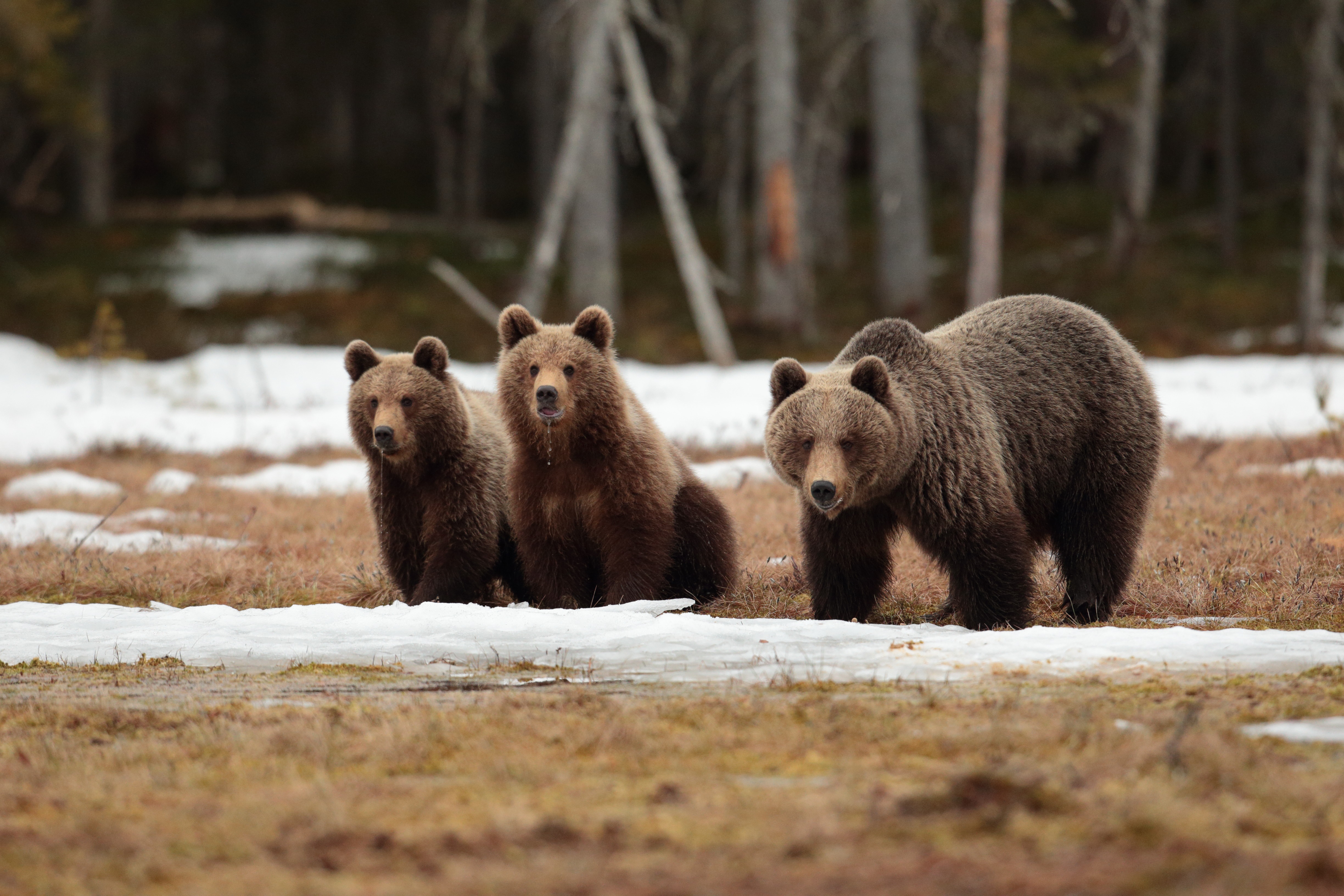 Bear 4K, Cub, Baby Animal Gallery HD Wallpaper