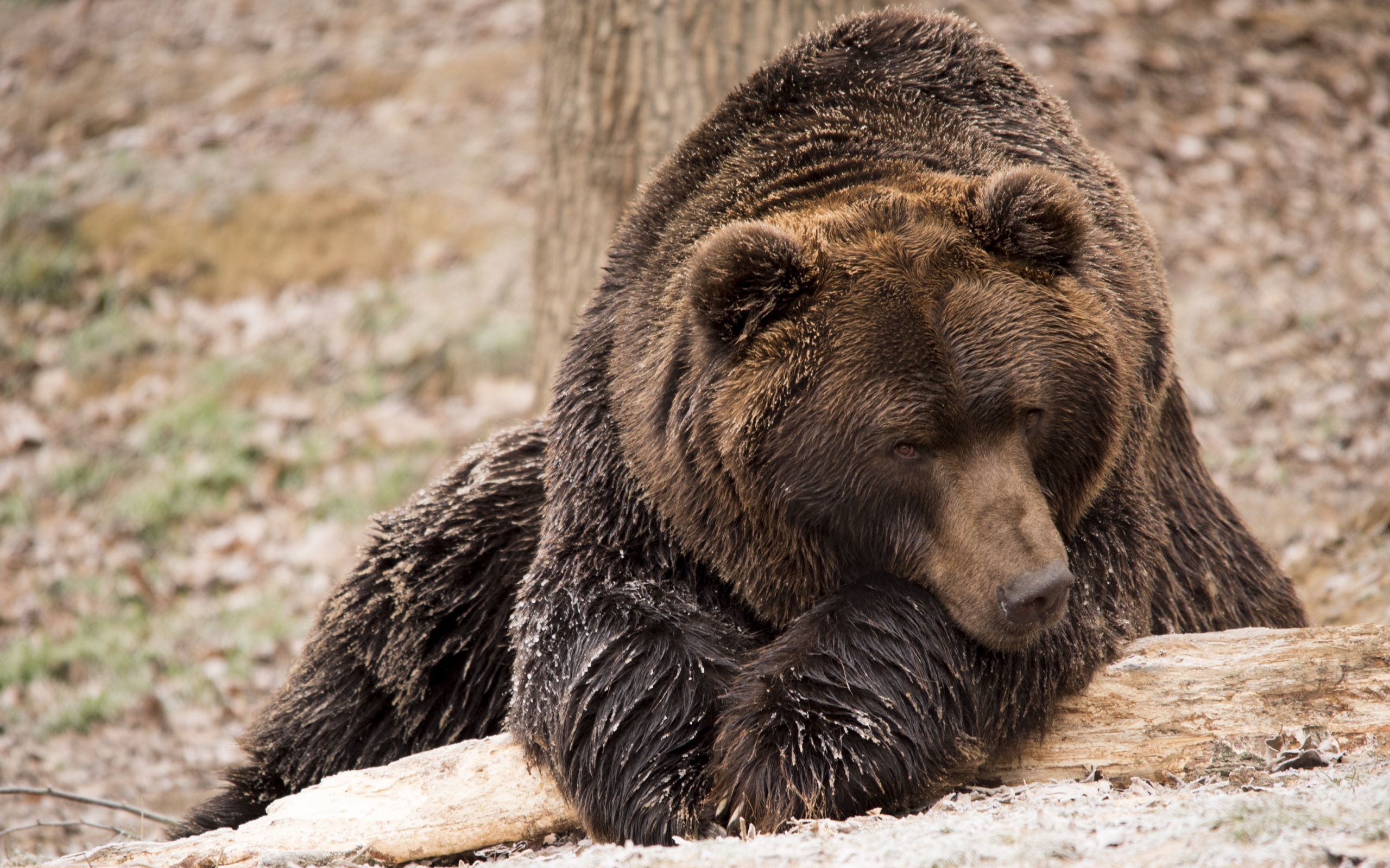 Wallpaper 4k brown bear, bear, lies 4k Wallpaper