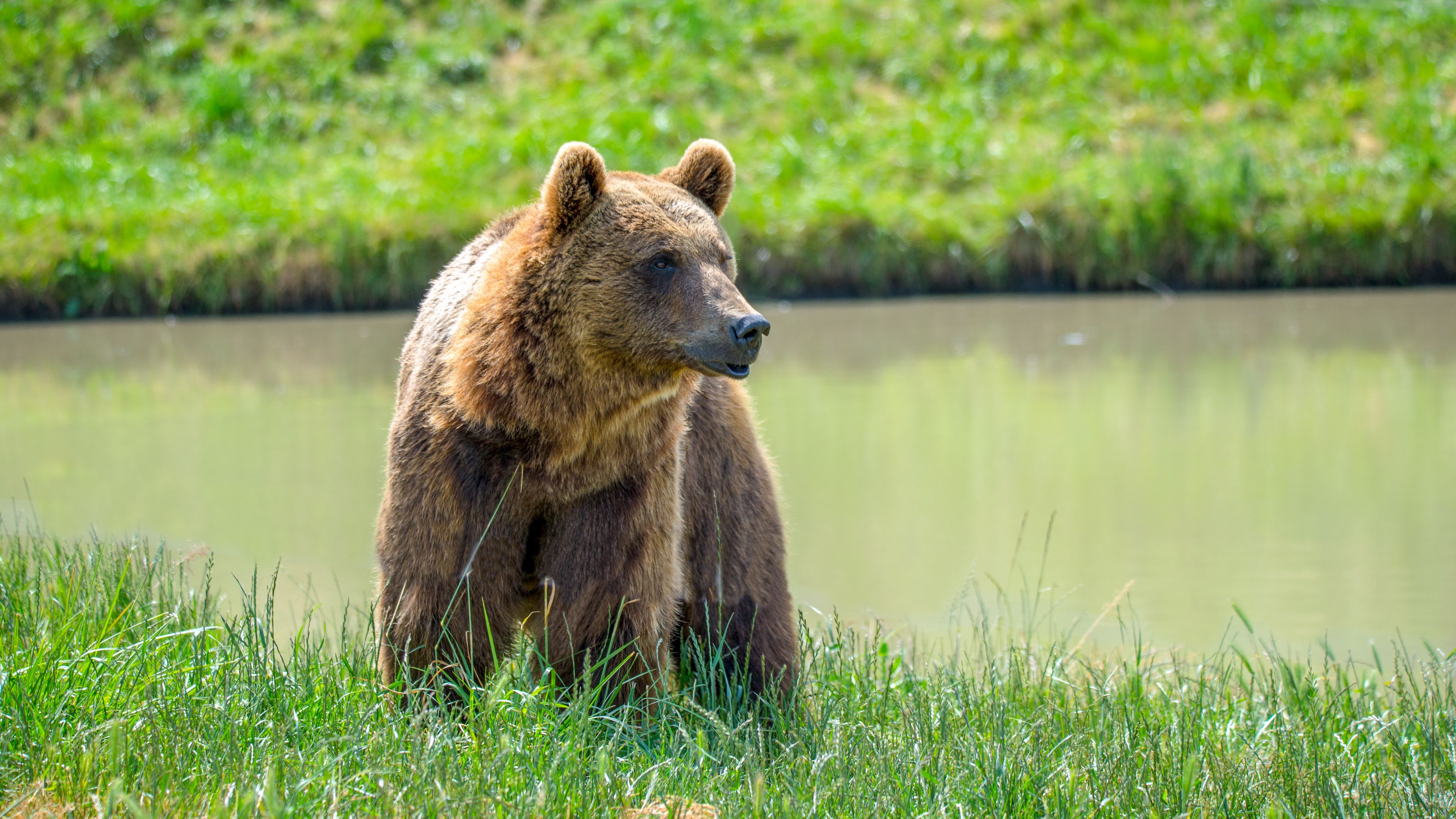 brown bear 1080P, 2k, 4k Full HD Wallpaper, Background Free Download