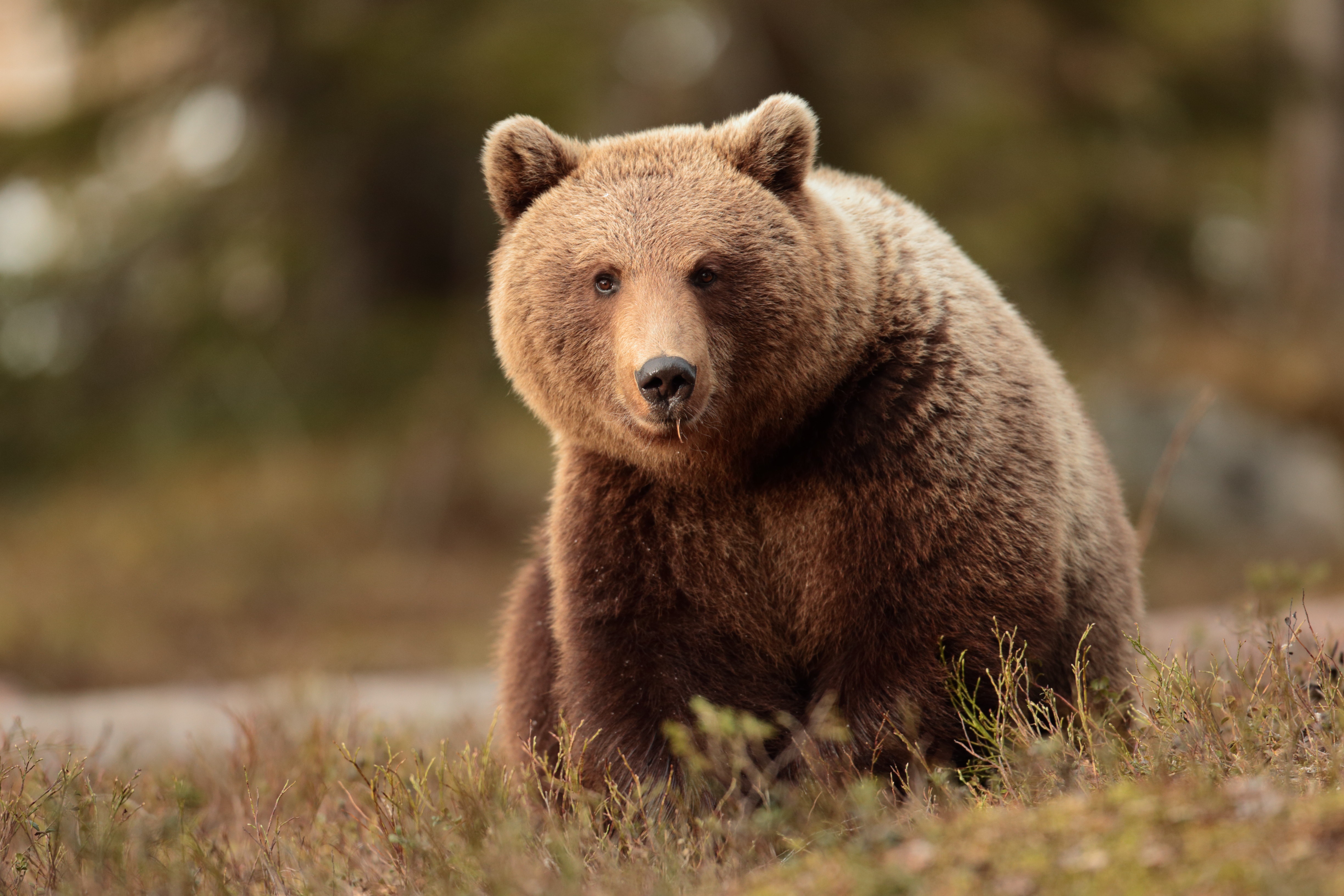 Bear 4K Gallery HD Wallpaper