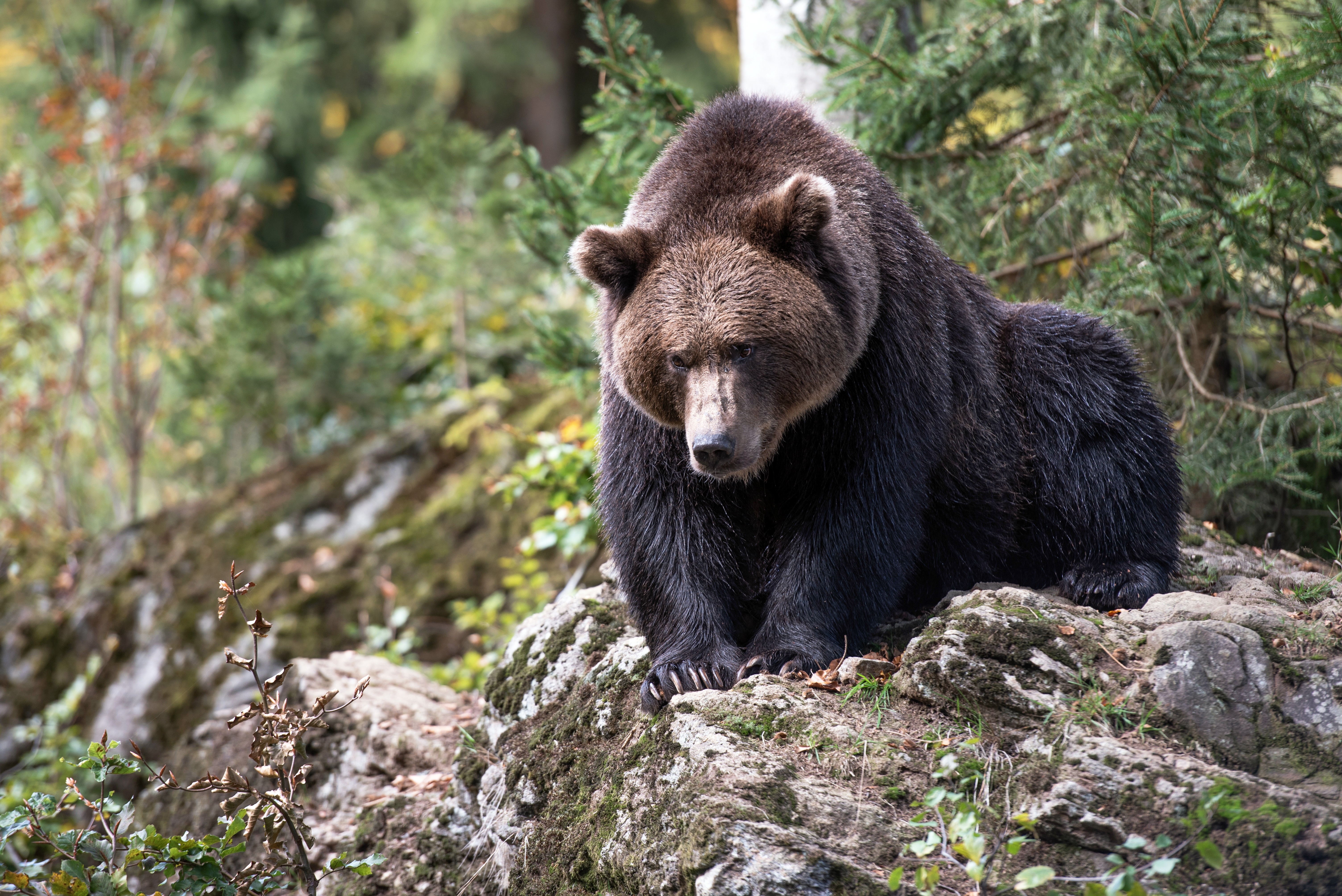 Bear 4K, Grizzly, predator (Animal), Wildlife Gallery HD Wallpaper