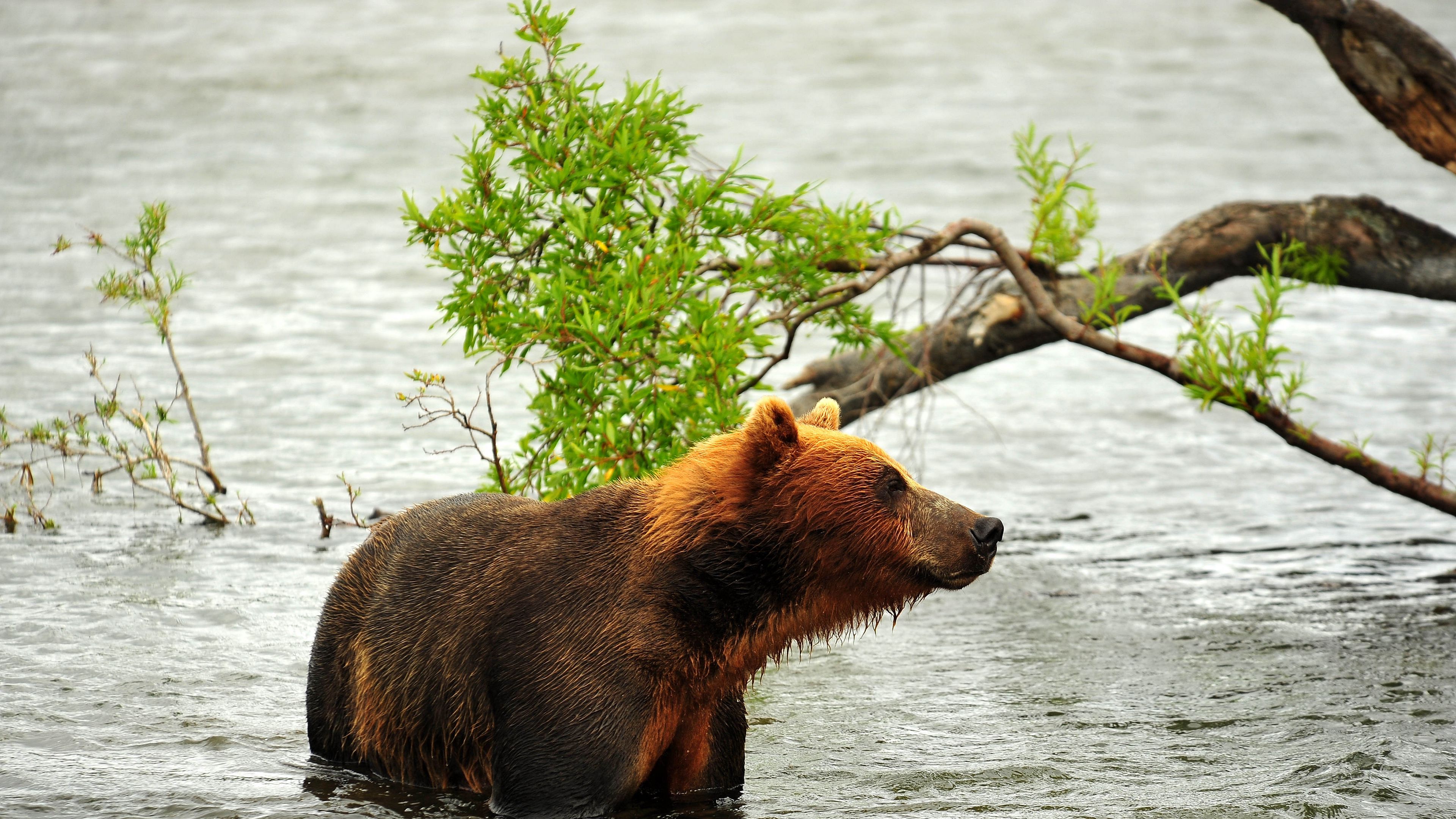 Wallpaper / bear, hunting, predator, river, 4k free download