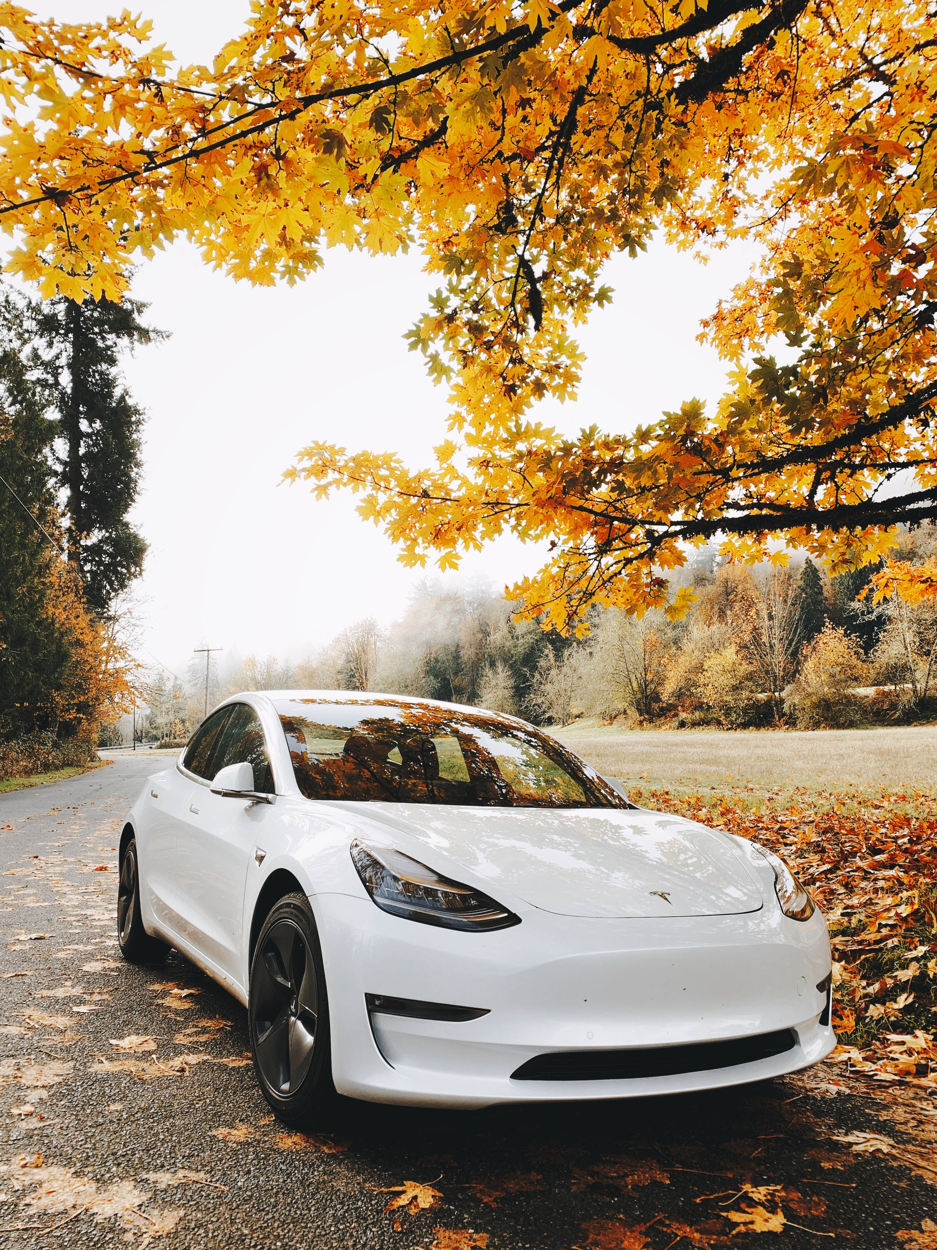 Download Turn Heads with the White Tesla Car this Autumn Wallpaper