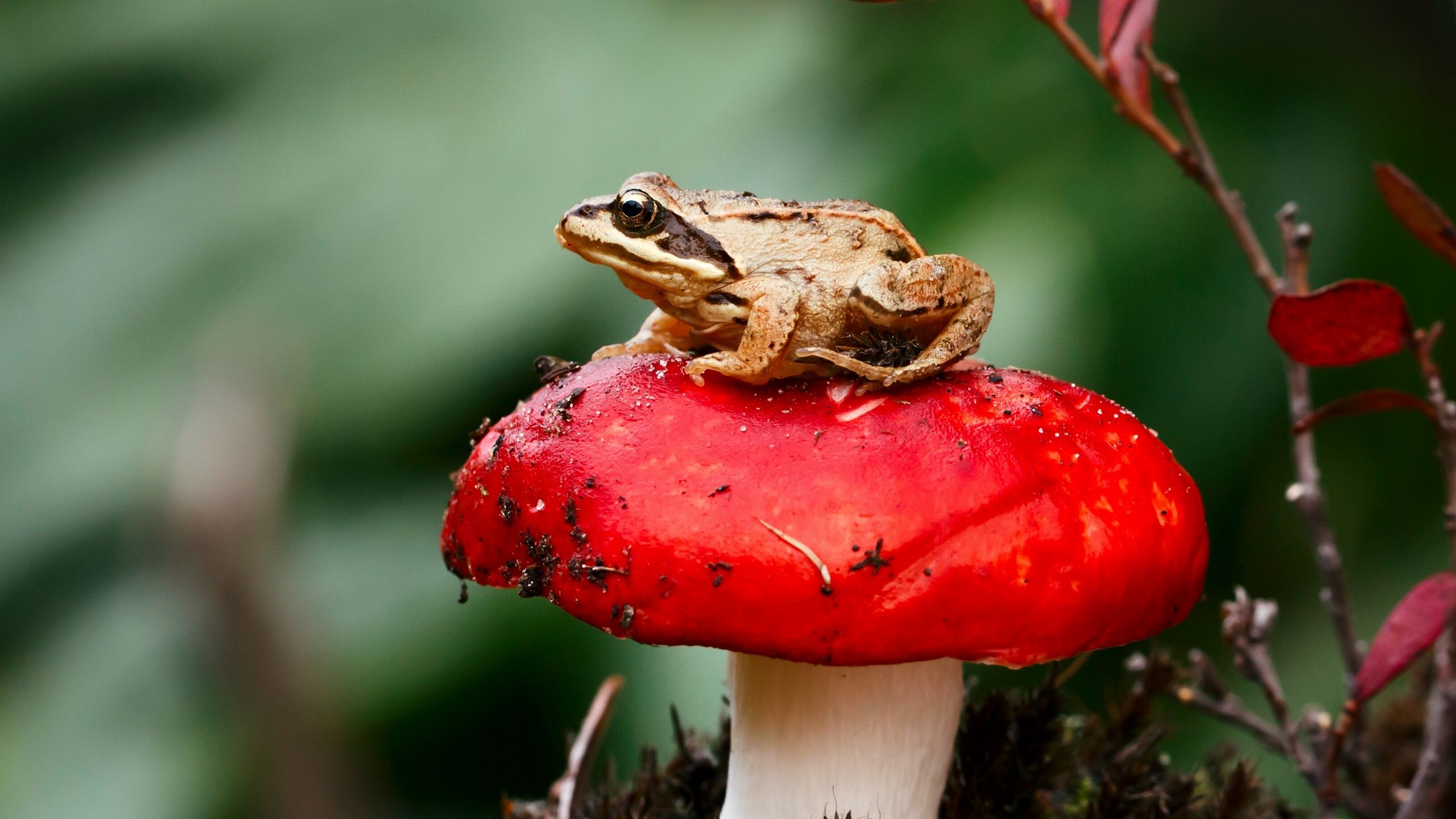 Download Wallpaper 2560x1440 Frog, Mushroom, Toadstool, Sit, Close Up Widescreen 16:9 HD Background