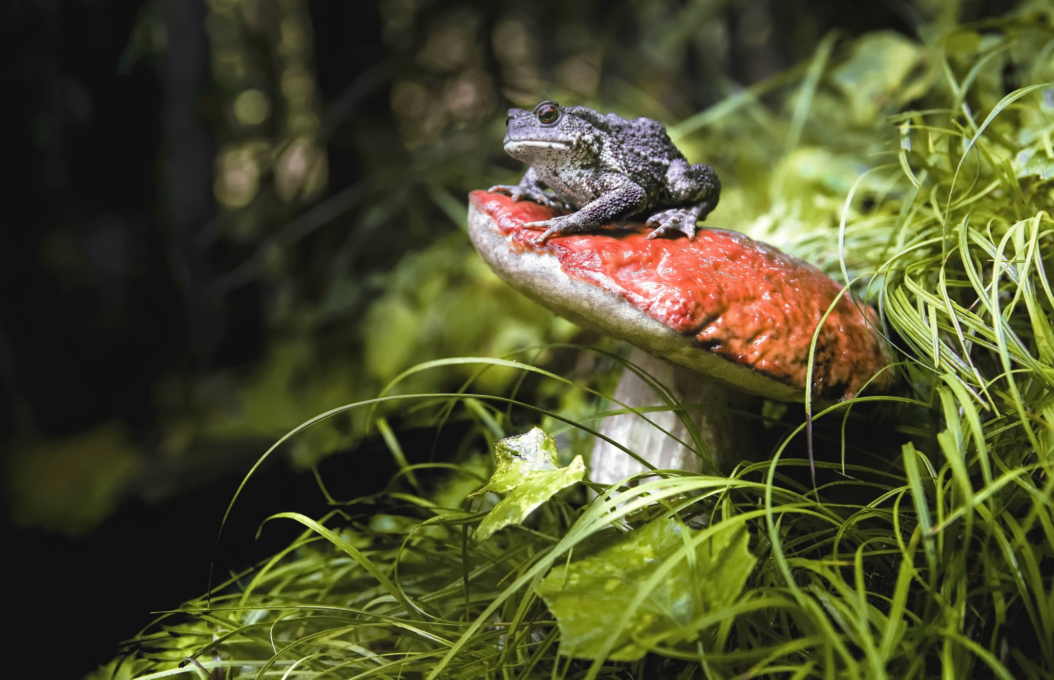 HD desktop wallpaper: Frogs, Animal, Mushroom, Frog, Amphibian, Depth Of Field download free picture