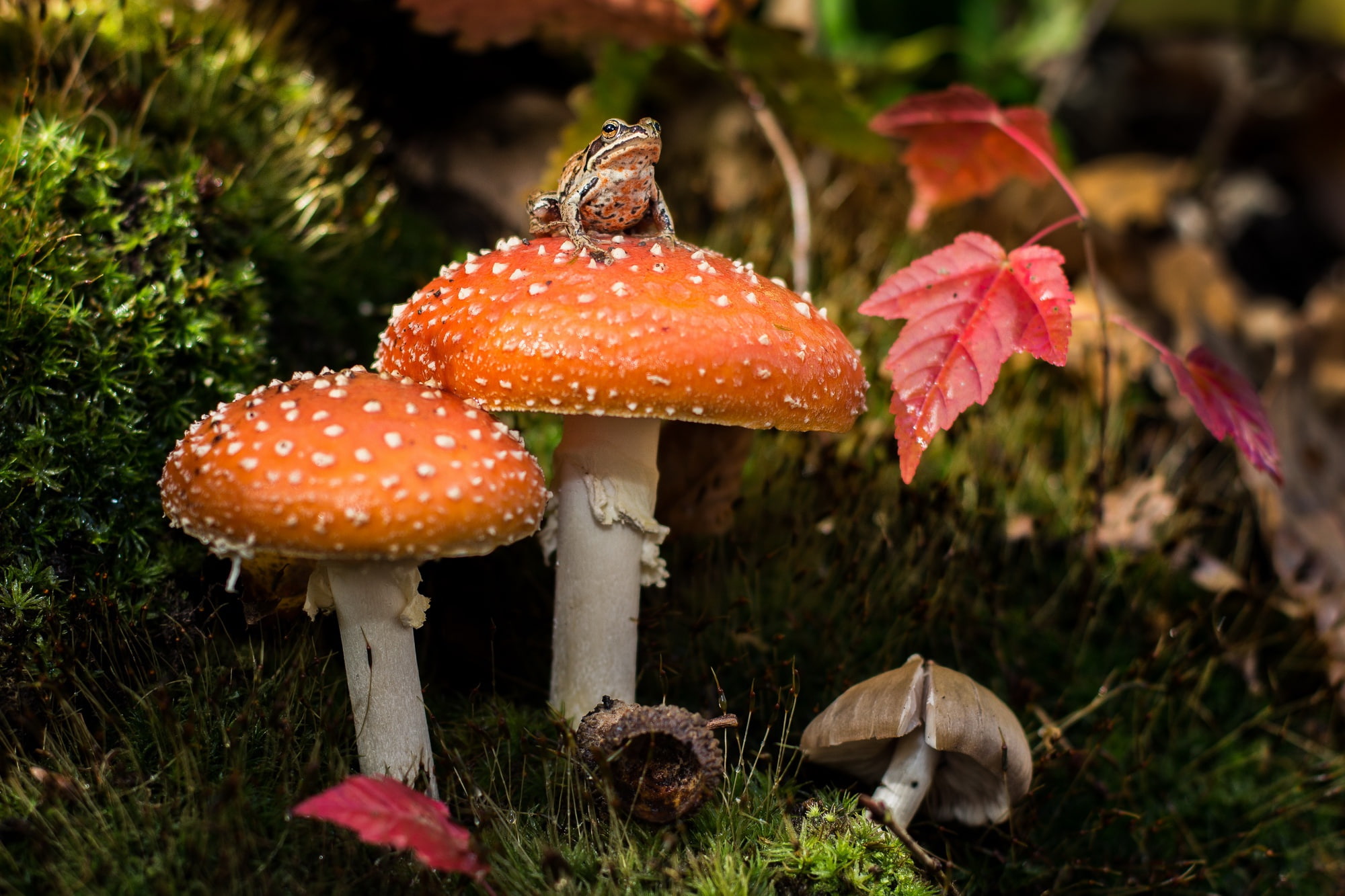 Wallpaper / 1080P, moss, mushrooms, frog, mushroom free download