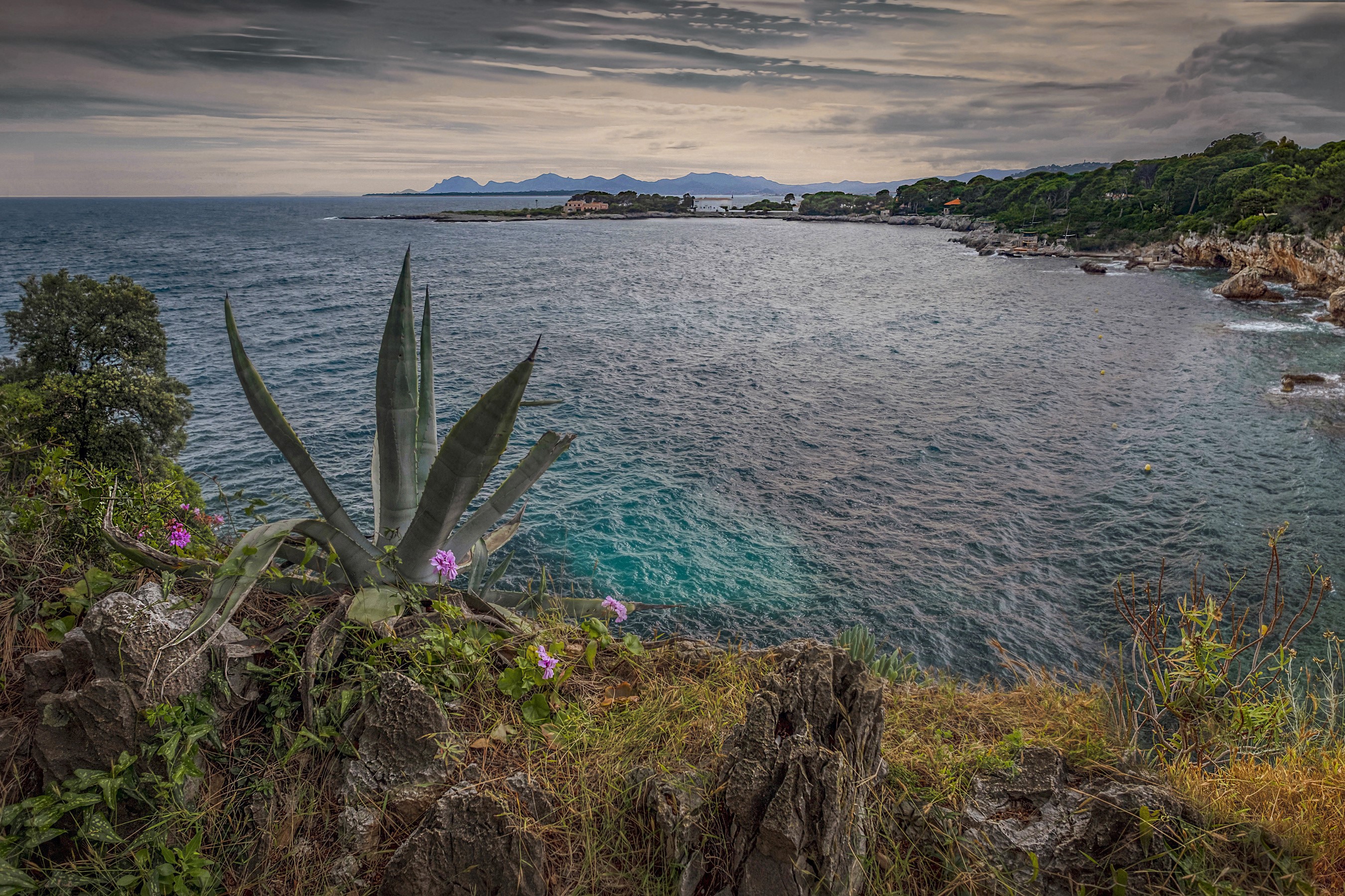 Antibes, France, Coast, Evening, Cactuses, Bay Gallery HD Wallpaper