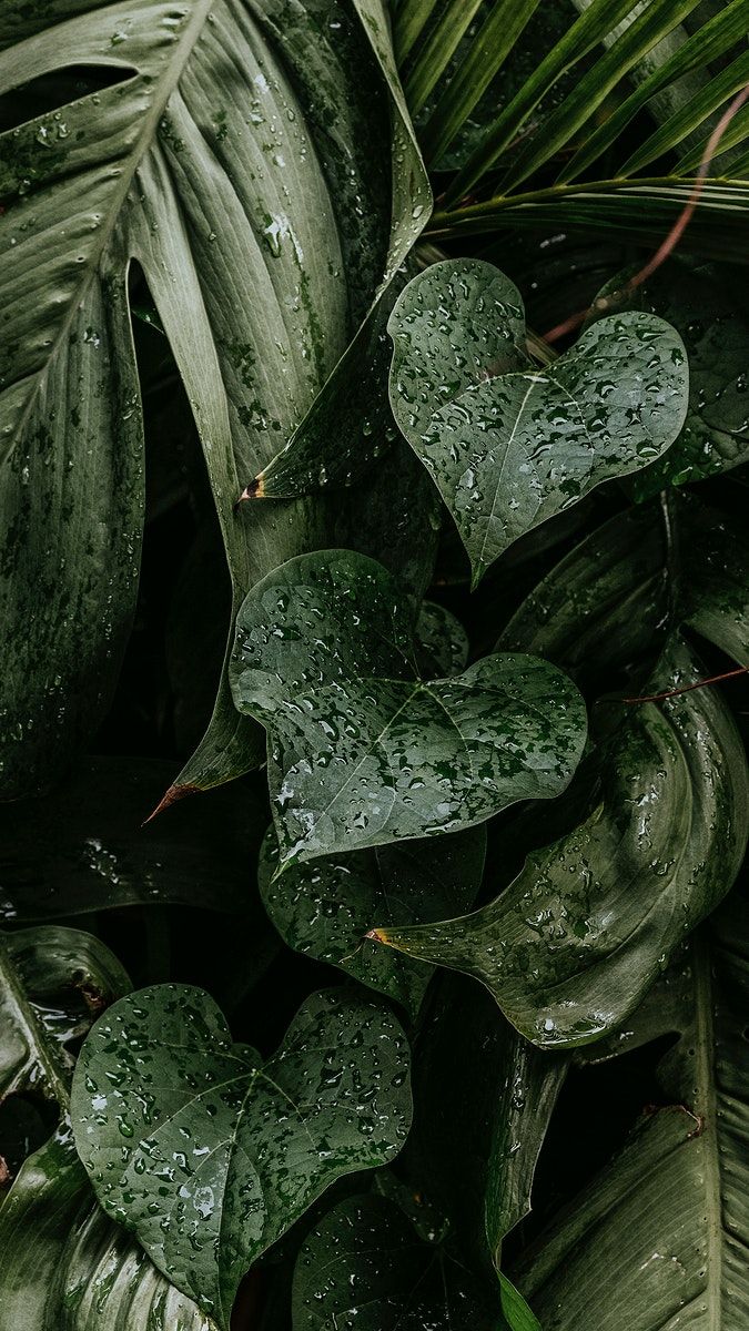 Wet monstera plant leaves mobile wallpaper. free image / Jira. Leaves wallpaper iphone, Dark green aesthetic, Leaf wallpaper