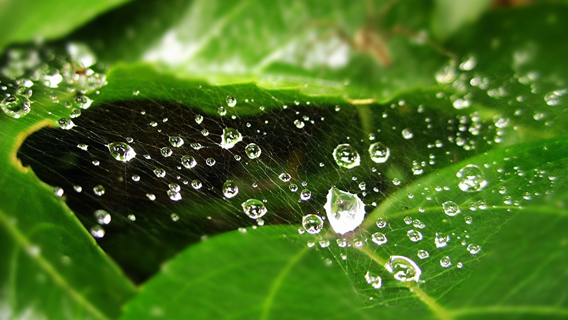 Wet web on a green leaf Desktop wallpaper 1600x900