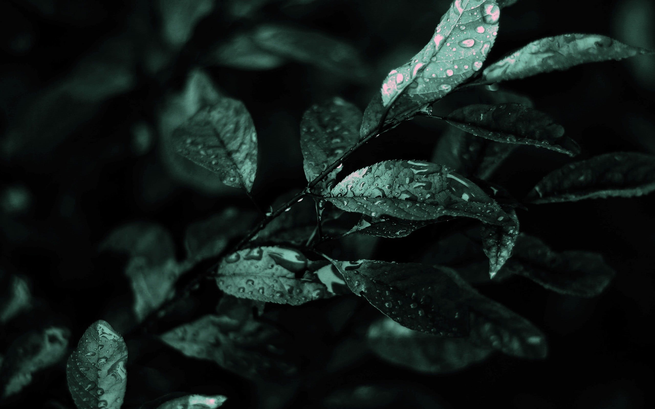 WET 1080P, 2k, 4k Full HD Wallpaper, Background Free Download. Wallpaper Crafter