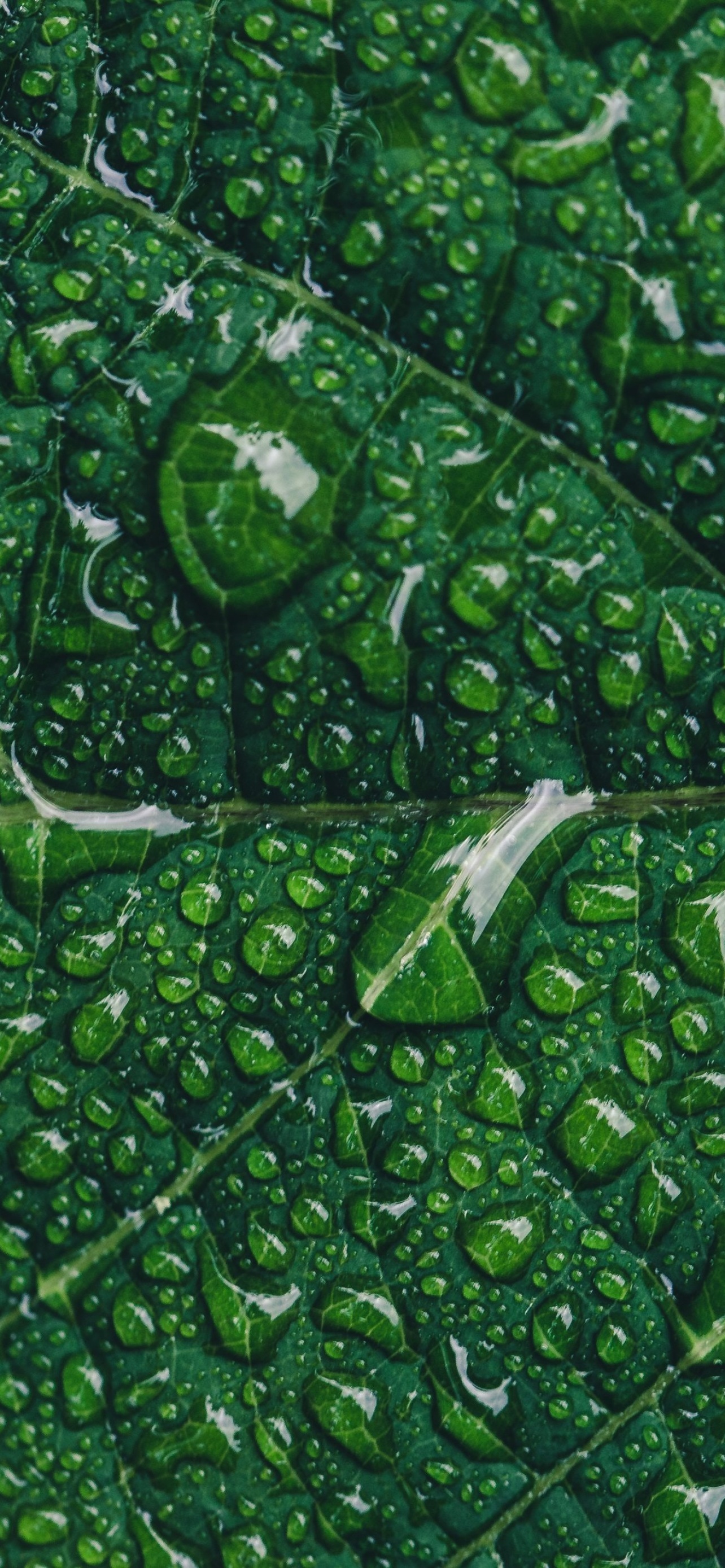 Green leaf Wallpaper 4K, Water drops, Closeup, Macro