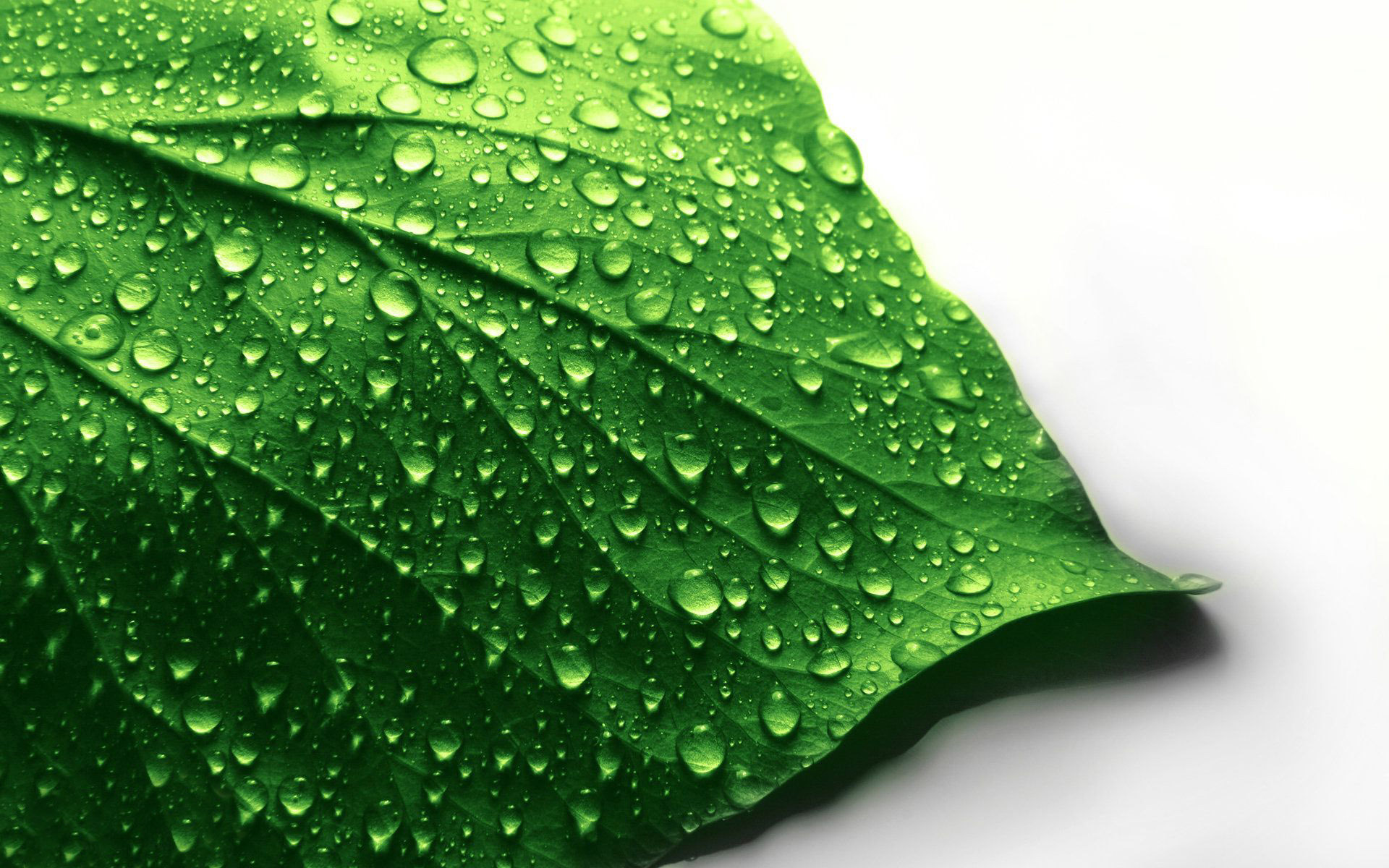 Wet Leaf