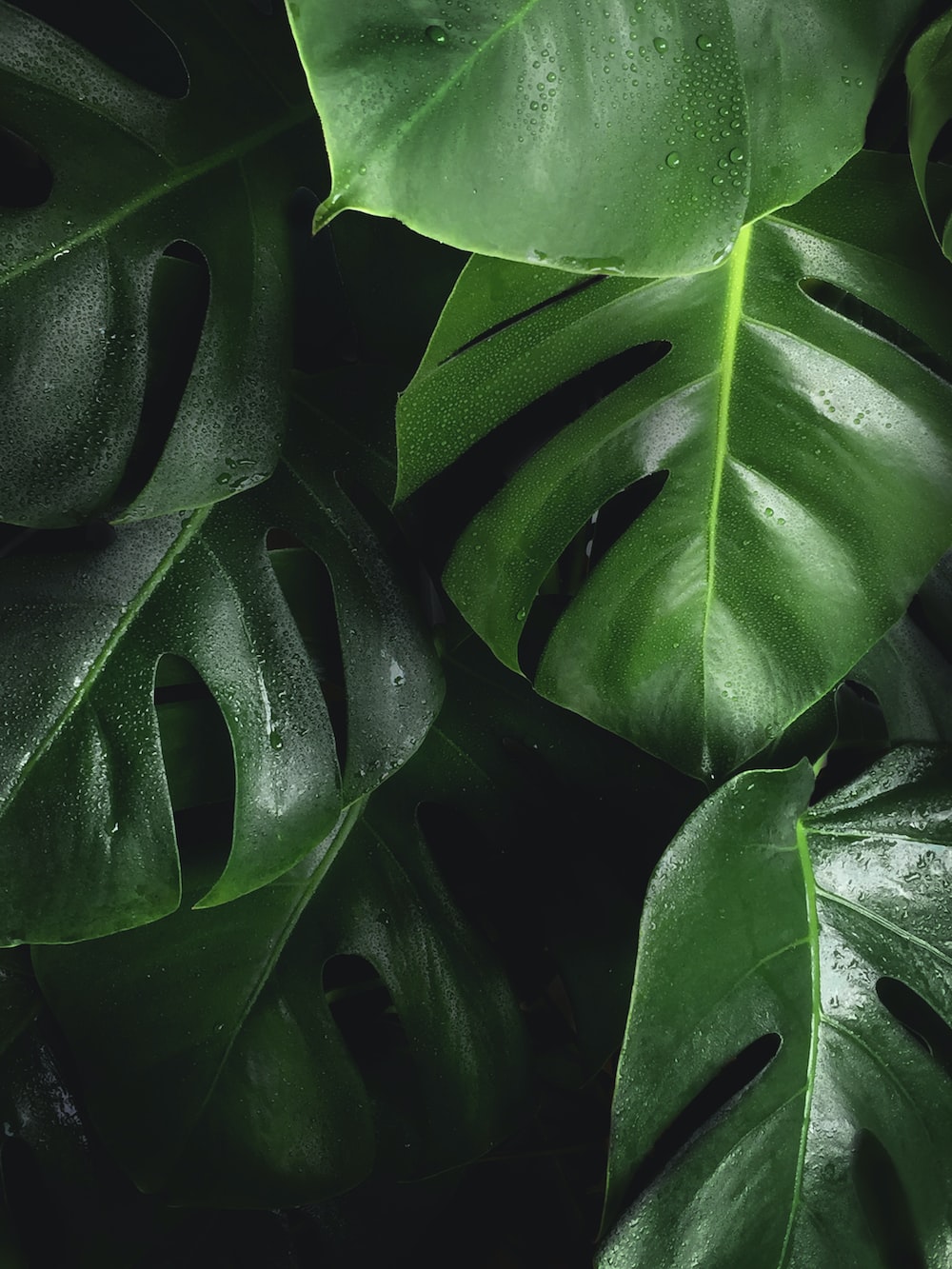 Wet Leaf Picture. Download Free Image