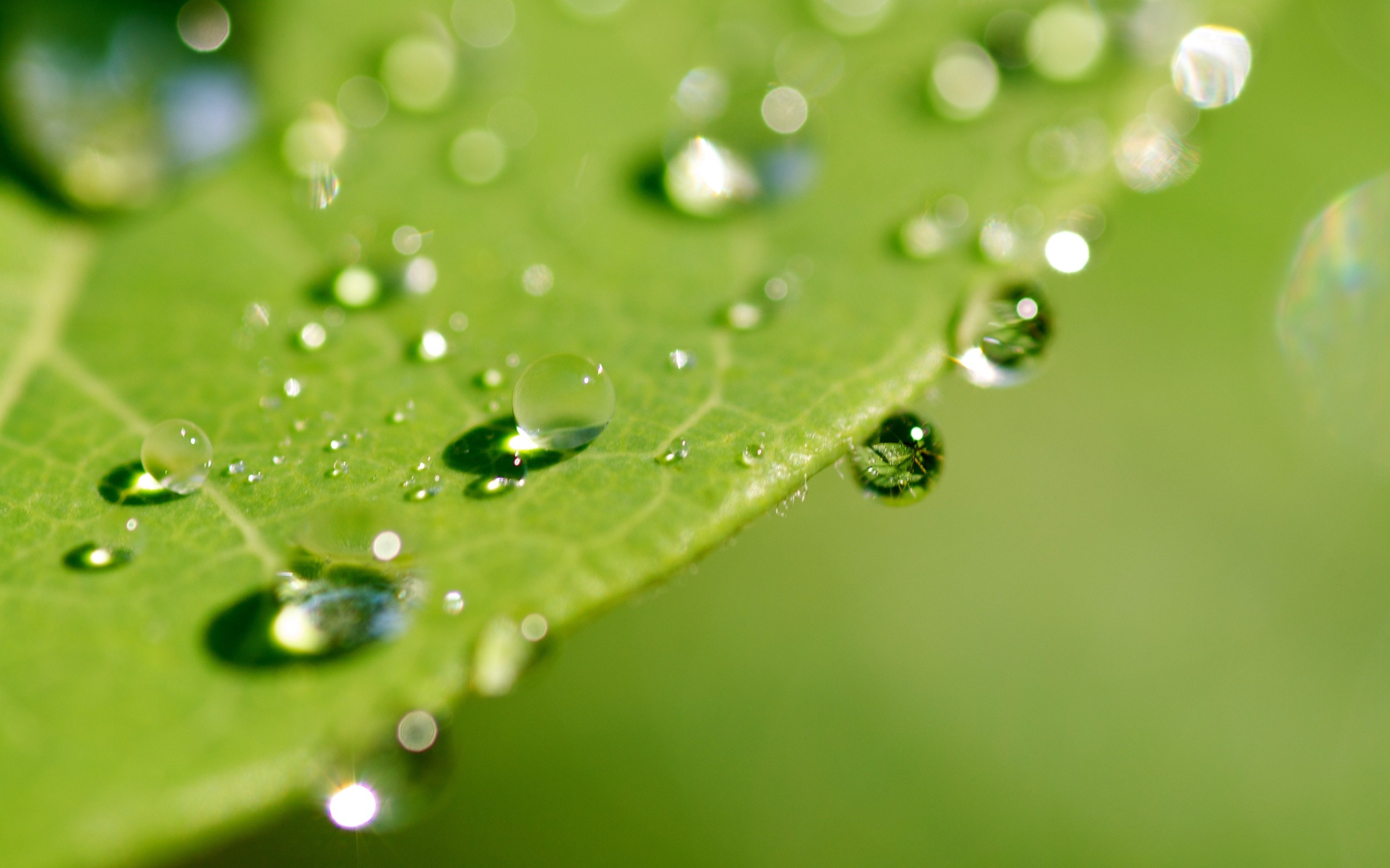 Wallpaper, leaves, drops, dew, surface 2560x1600
