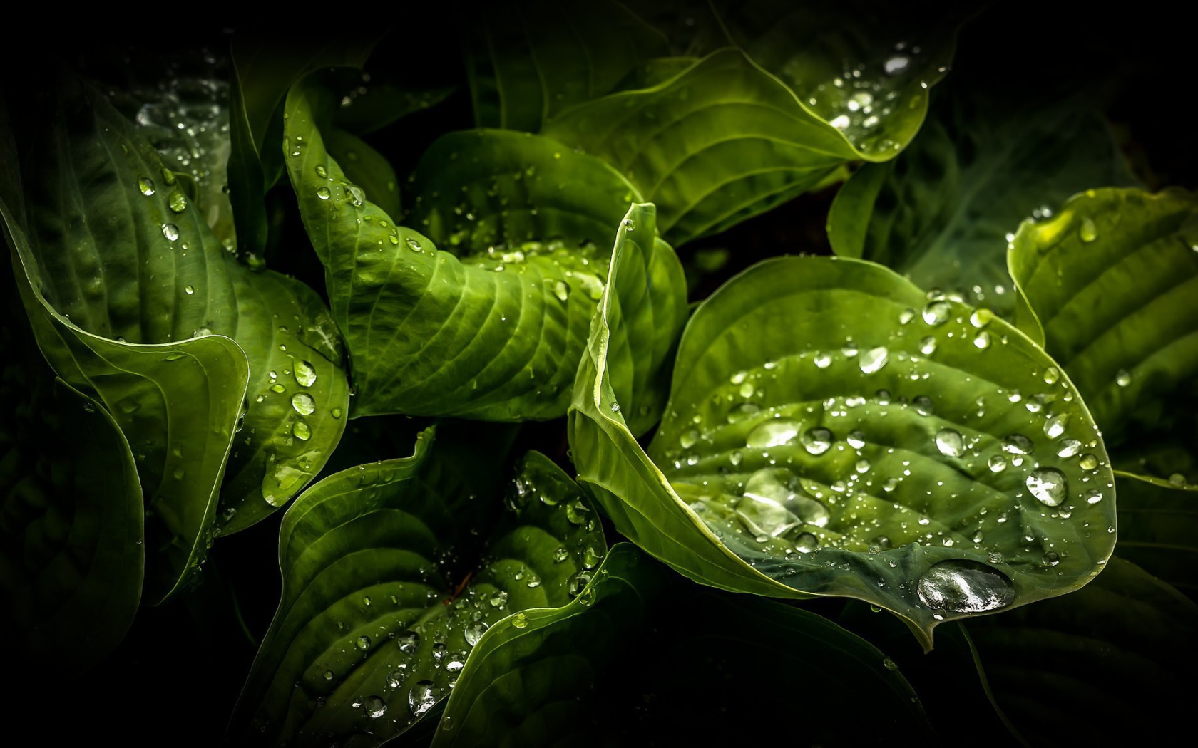 Wet green leaves of plants Desktop wallpaper 1680x1050