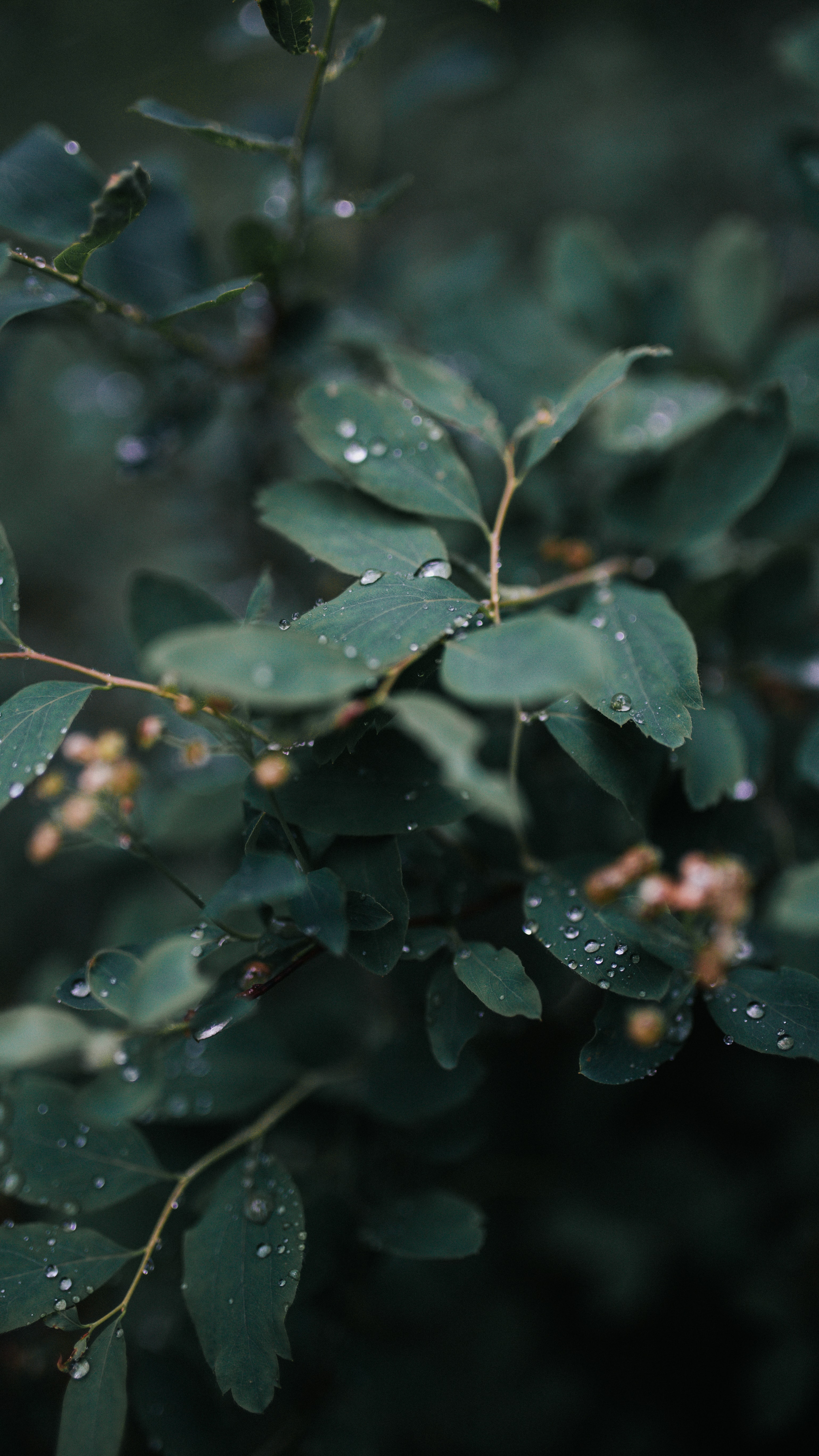 Mobile wallpaper: Leaves, Nature, Macro, Wet, Plant, Drops, 98736 download the picture for free