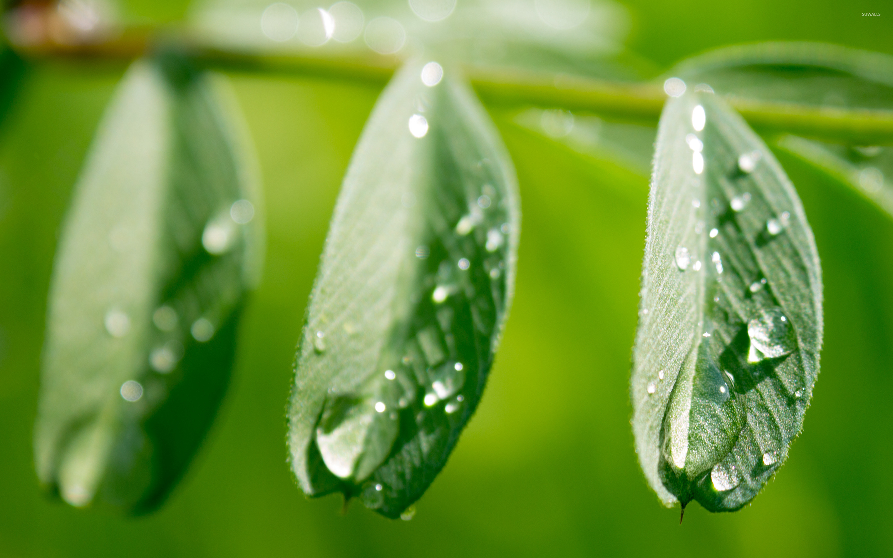 Wet leaves wallpaper wallpaper