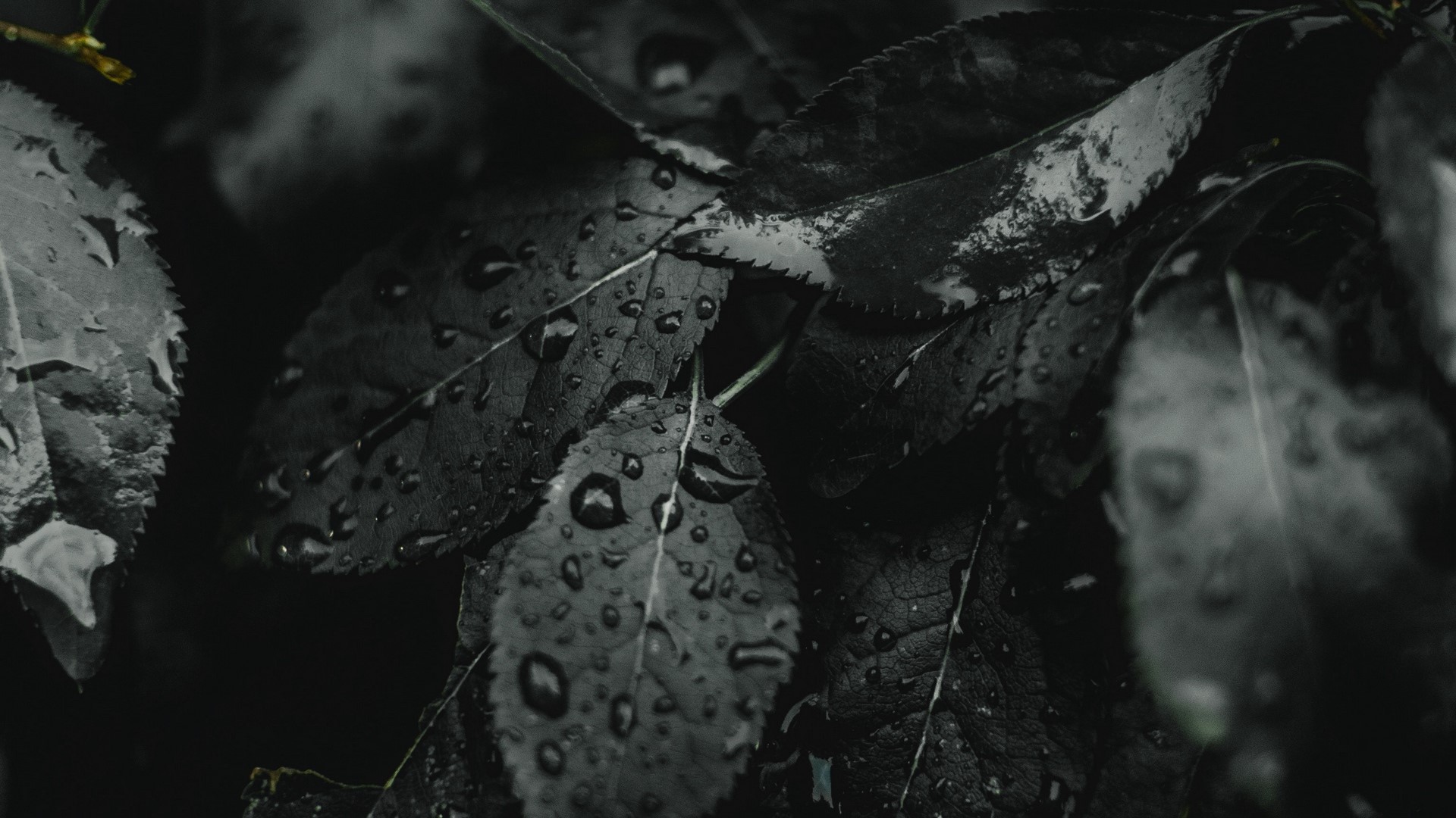nature, leaves, wet, plants Gallery HD Wallpaper