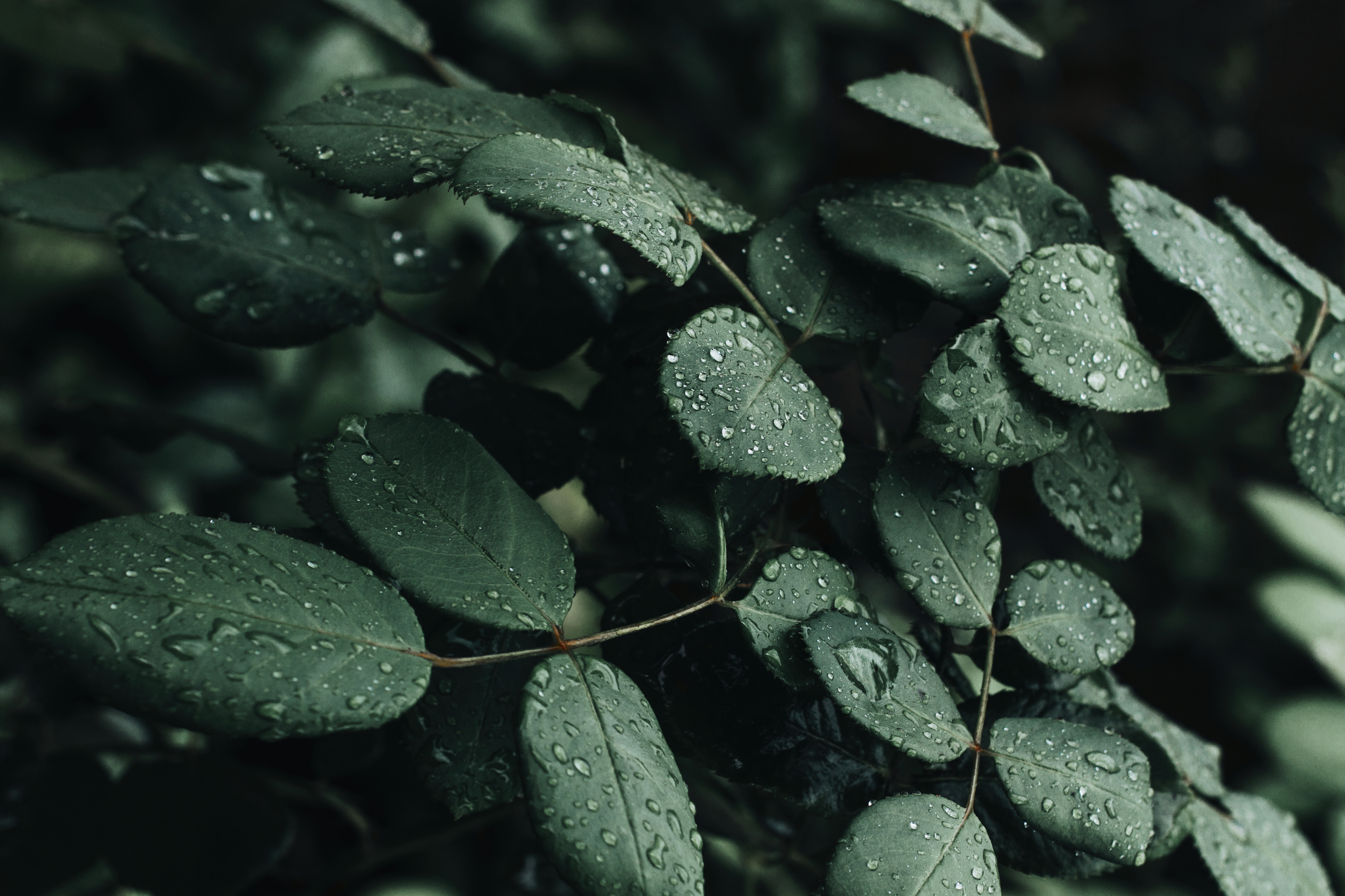Close Up Photo Of Wet Leaves · Free