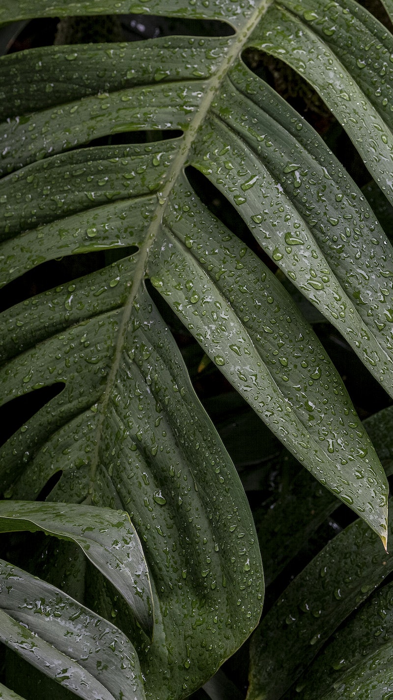 Green leaf iphone background wallpaper