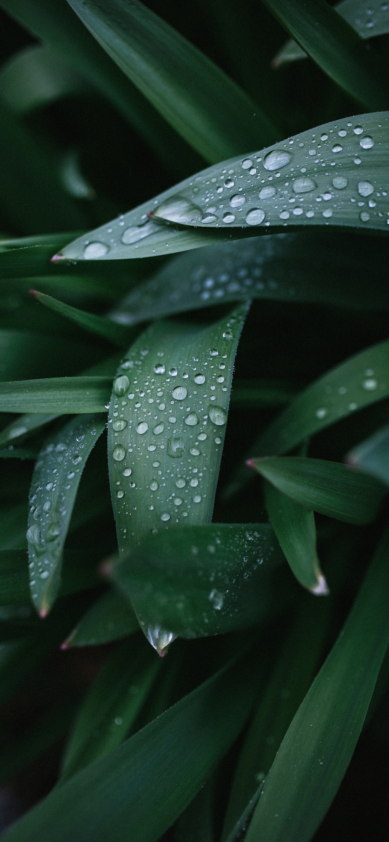 Plants Wallpaper for iPhone 11, Pro Max, X, 8, 7, 6