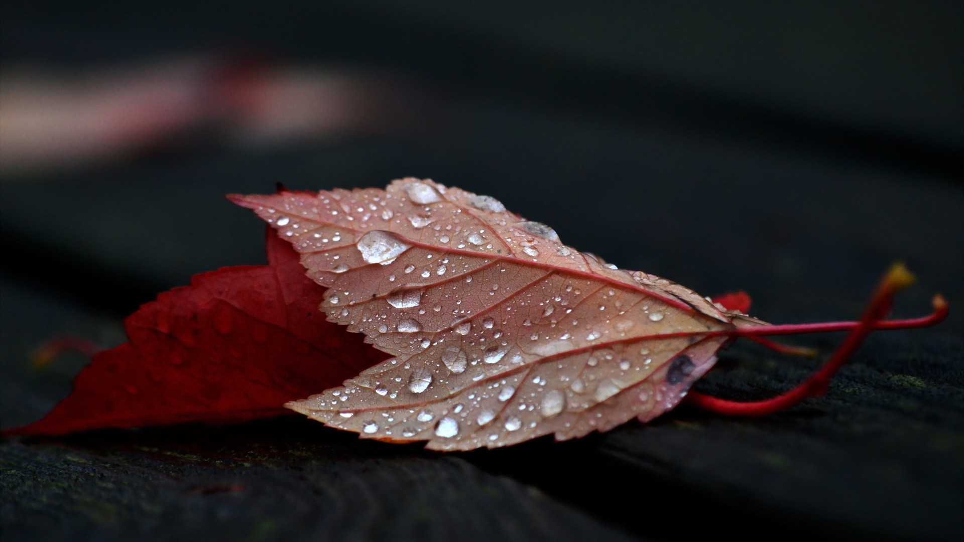 Wallpaper, fall, leaves, depth of field, nature, wooden surface, red, wood, water drops, closeup, wet, flower, plant, petal, close up, macro photography, maple leaf 1920x1080