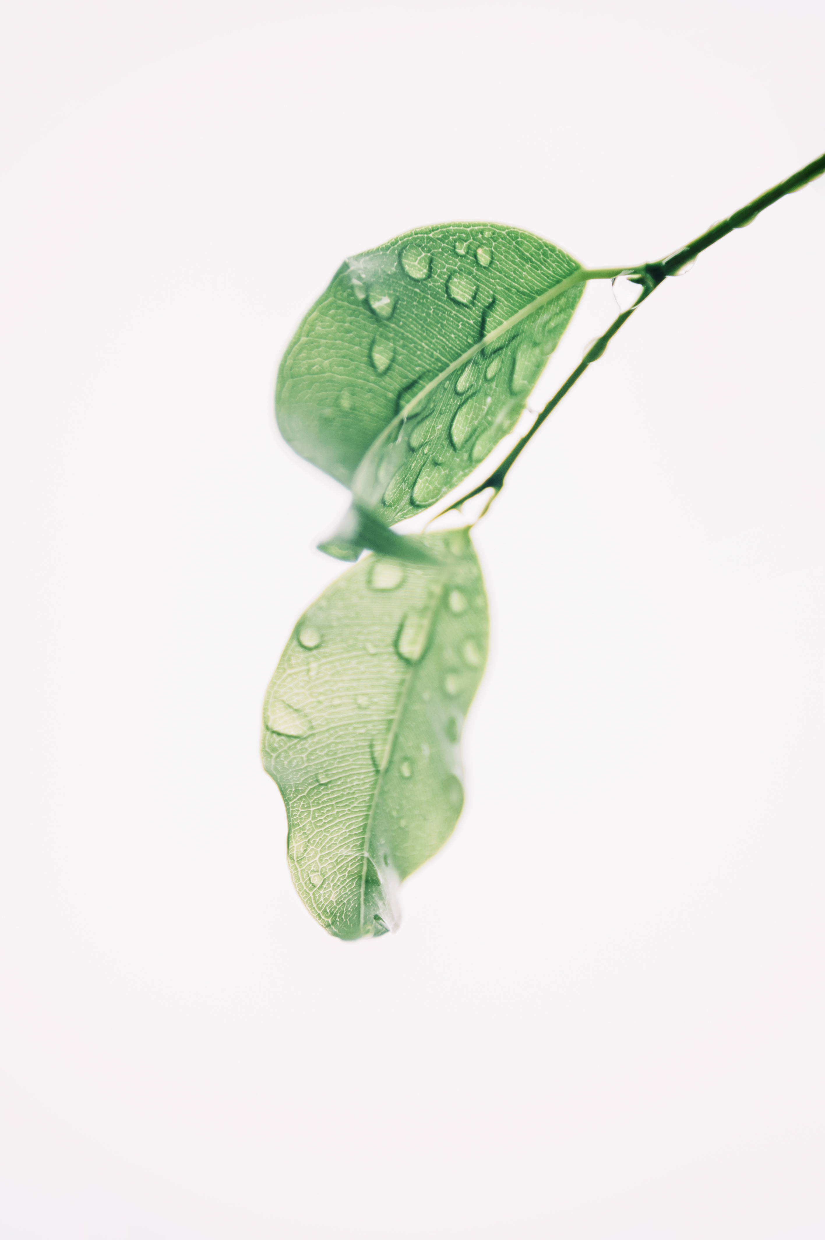 Photography of Wet Green Leaves · Free