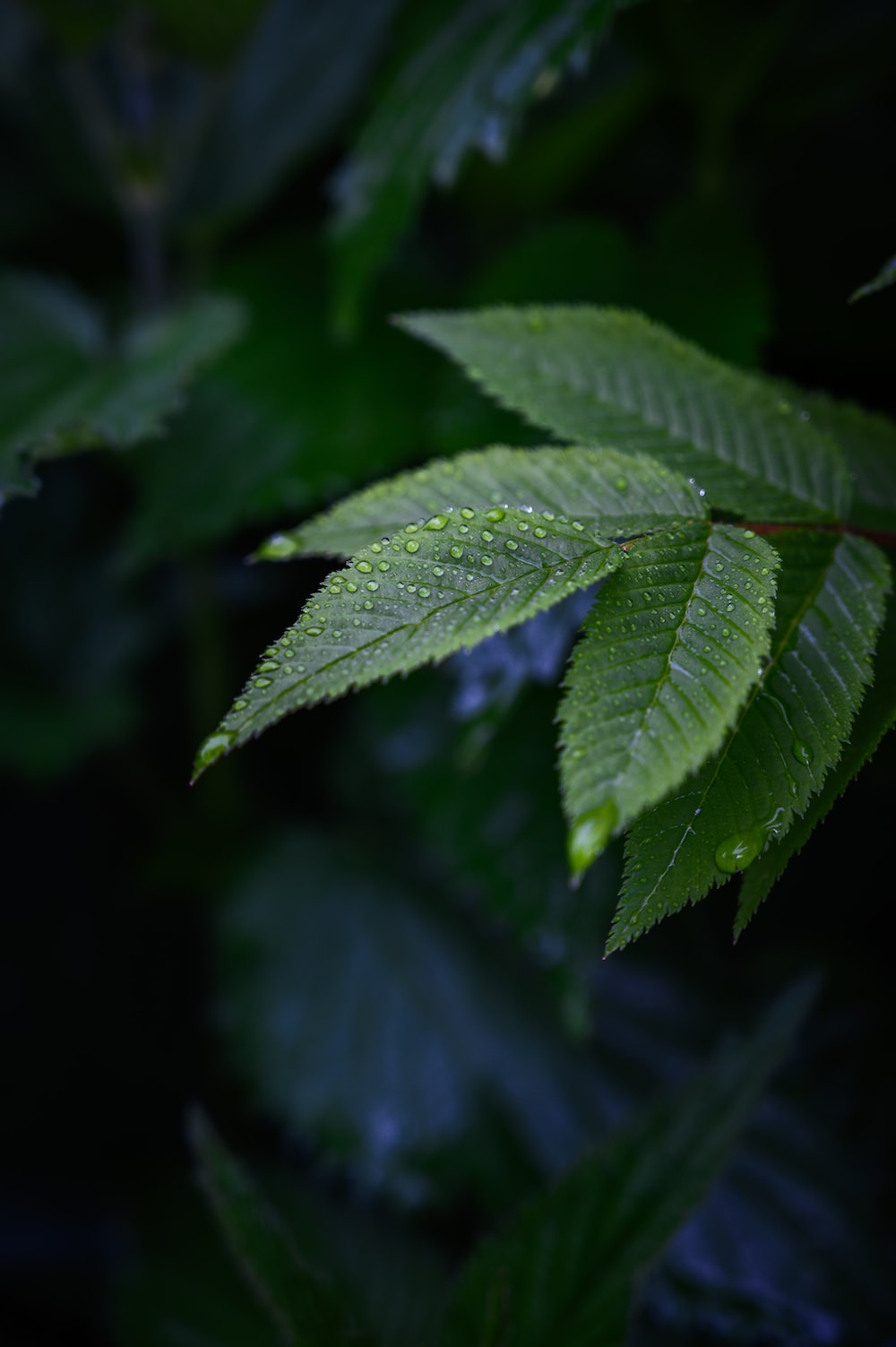 Wet Leaves Picture. Download Free Image