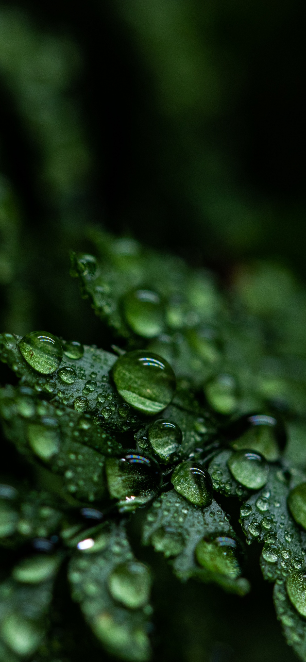 Leaves Wallpaper 4K, Rain drops, Dark, Plant, Droplets