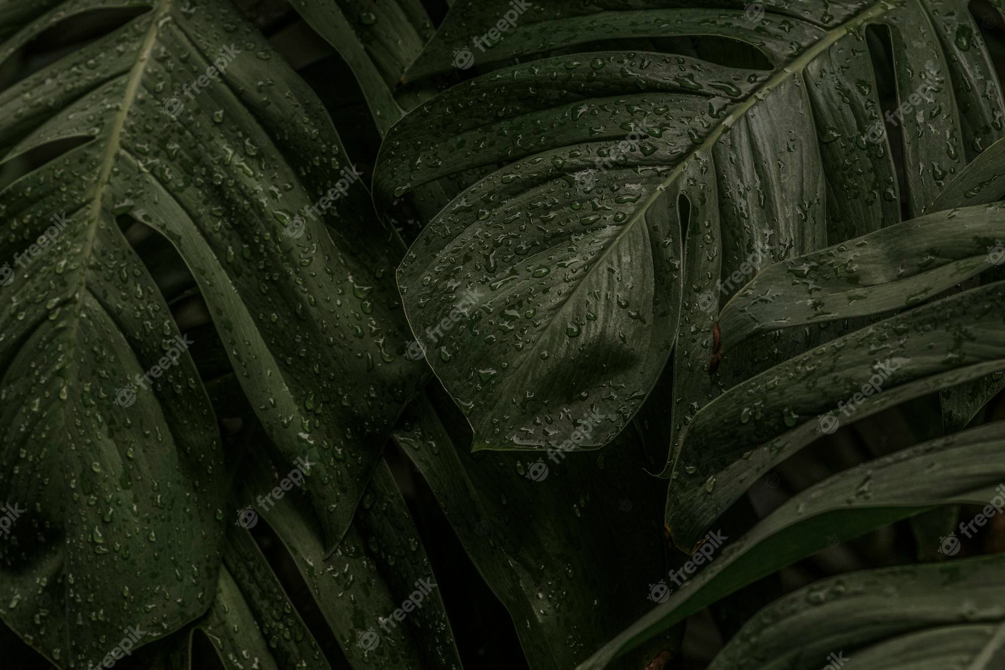 Desktop Background Image