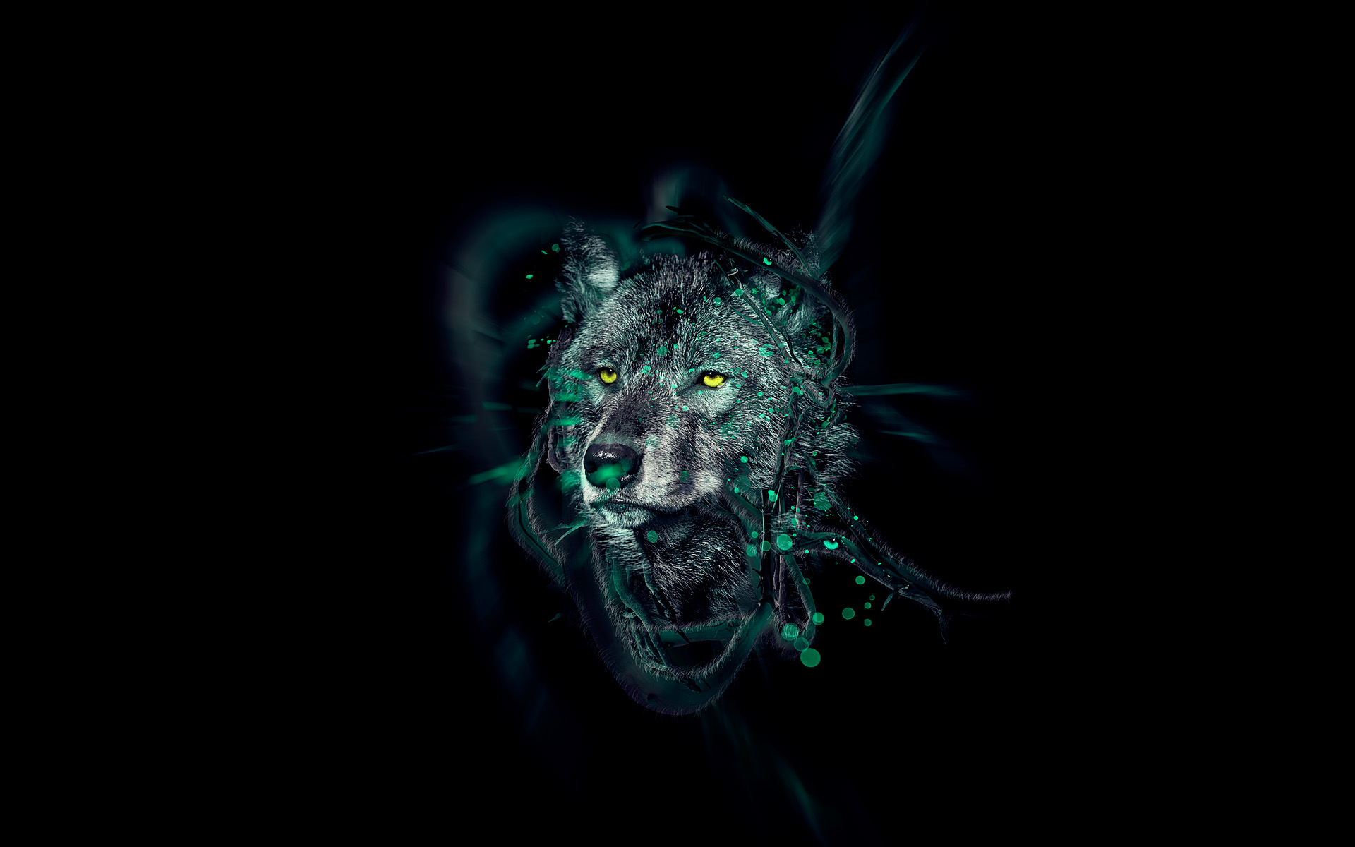 Wolf Wallpaper Free Download