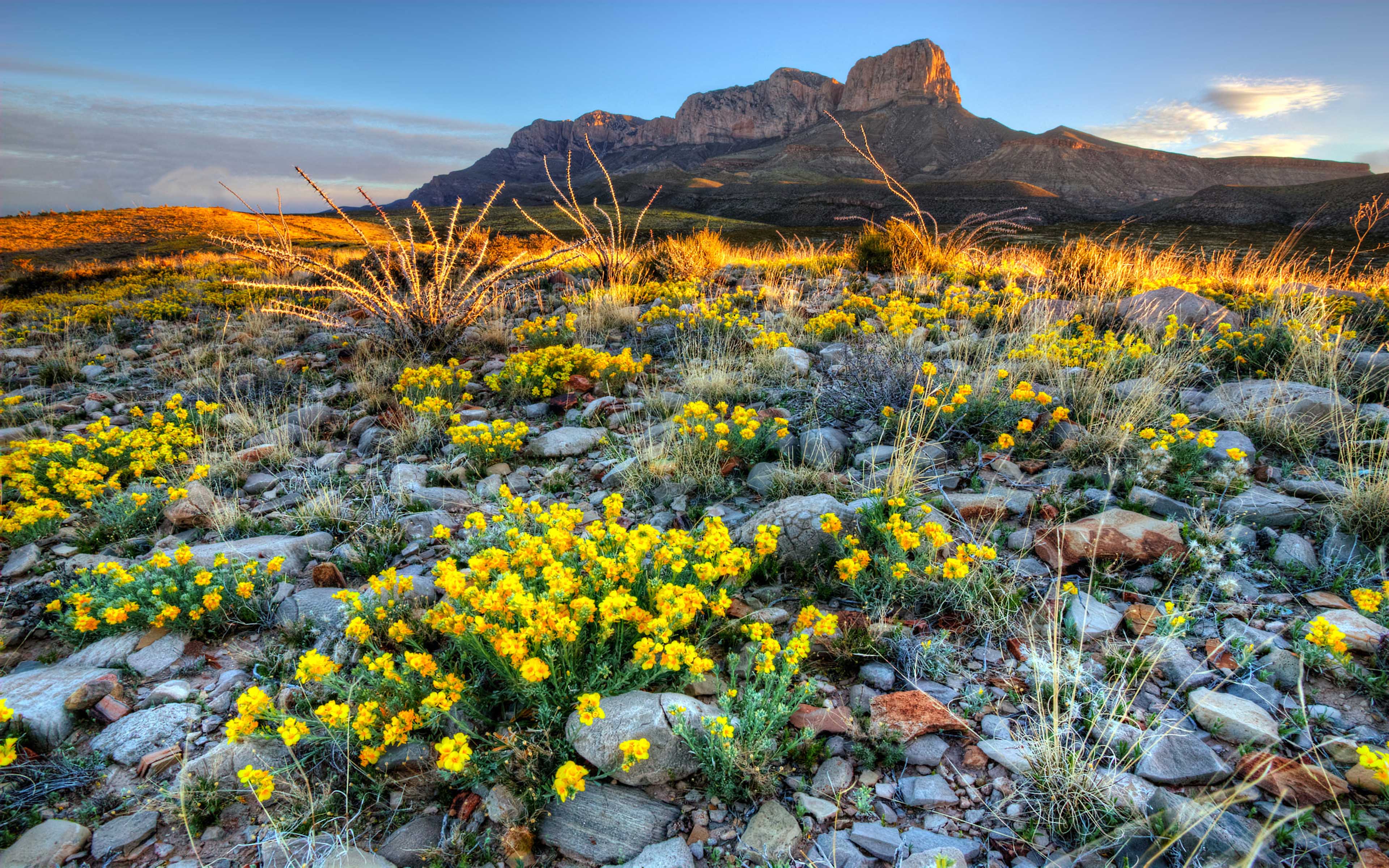 Guadalupe National Park Texas United States Wildflowers In Spring 4k Ultra HD Wallpaper For High Resolution Computer And Laptop, Wallpaper13.com
