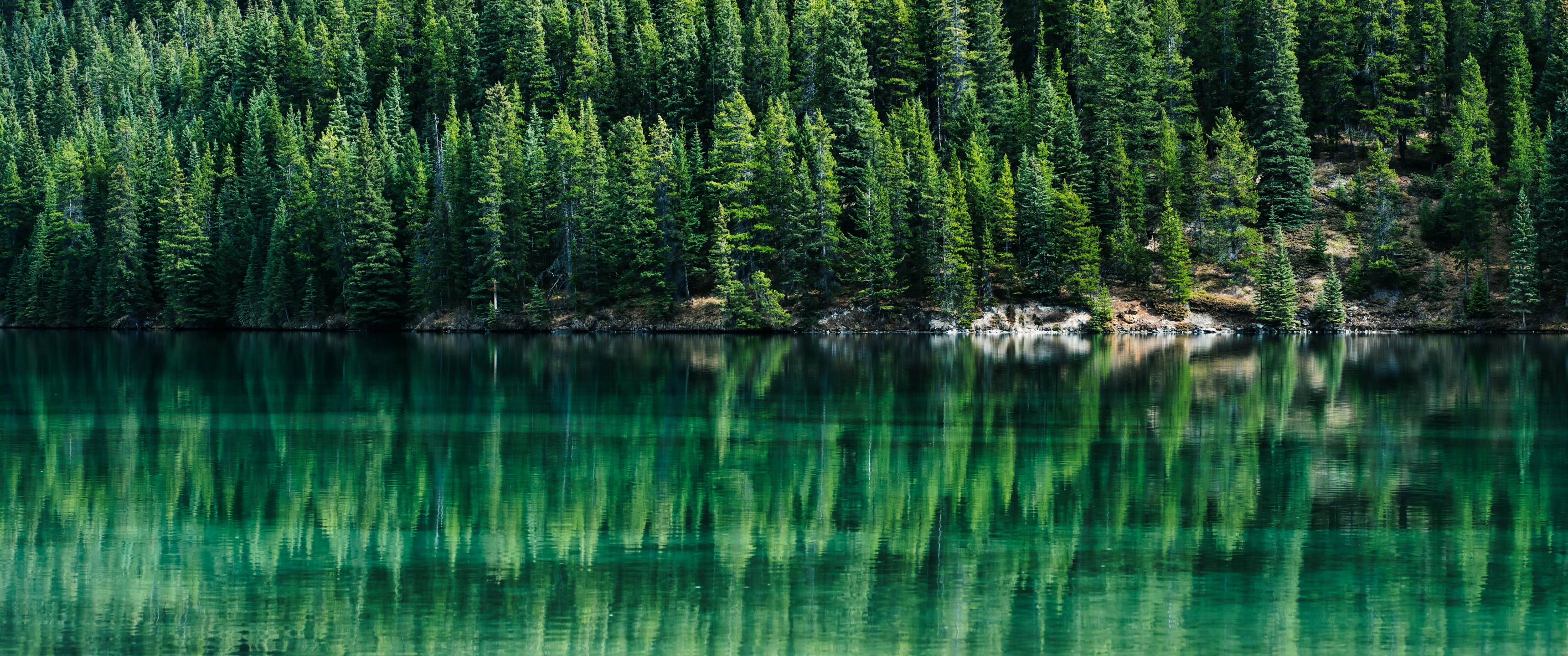 Green Trees Wallpaper 4K, Pine trees, Reflections, Lake
