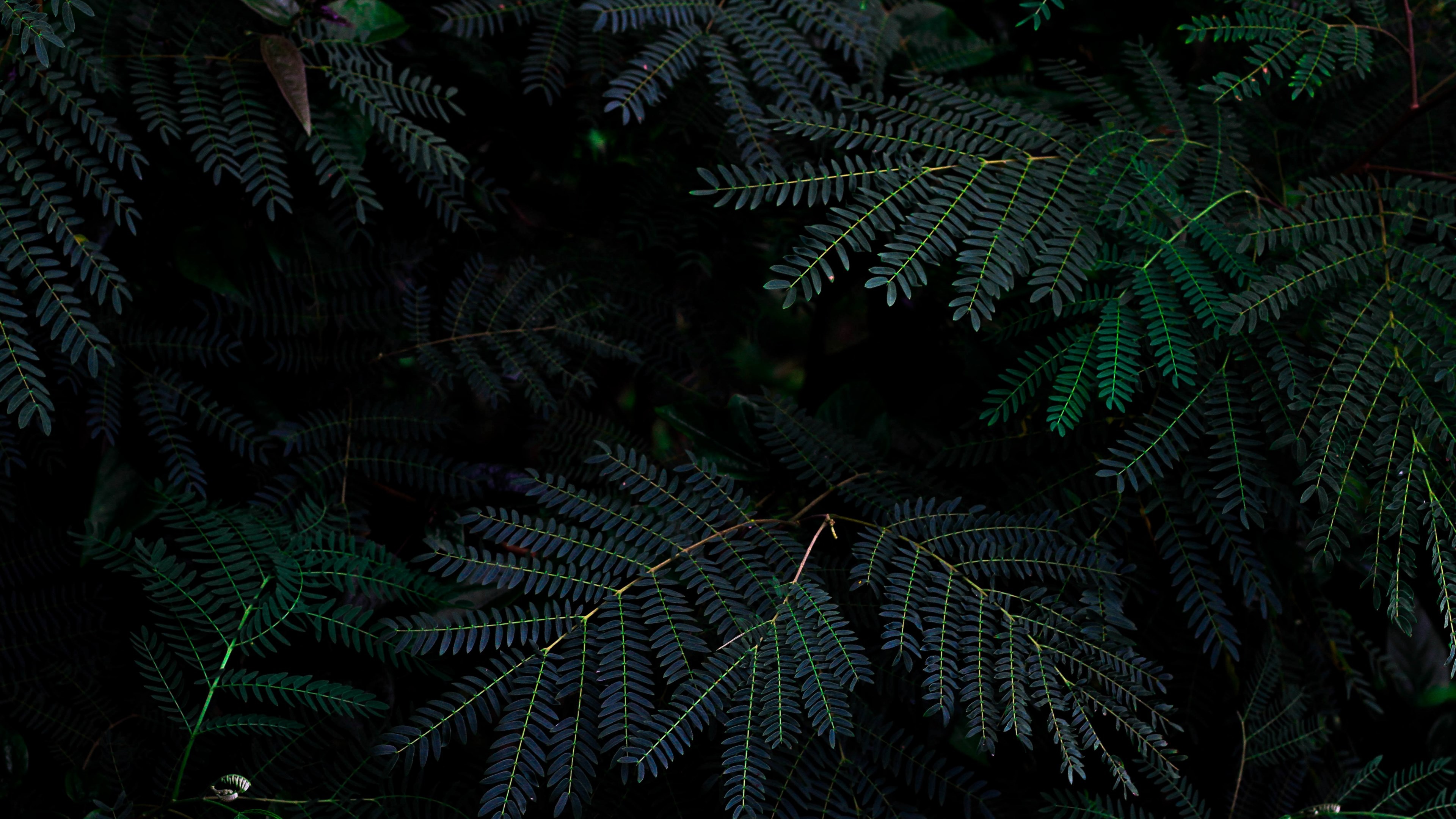Wallpaper / up close photo of dark green pine tree limbs in a forest, green trees 4k wallpaper free download
