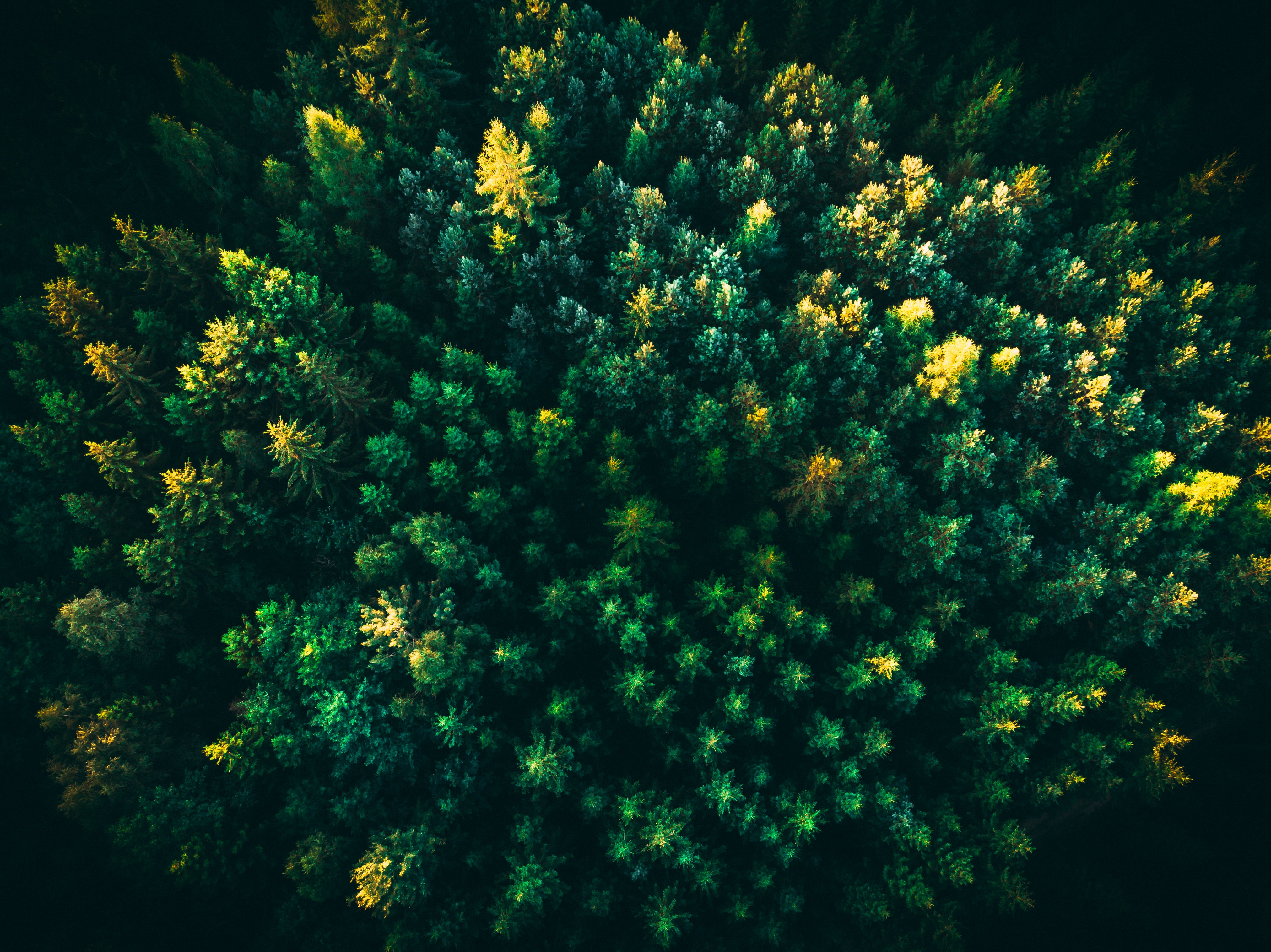 Green Trees Wallpaper 4K, Forest, Aerial view, Greenery