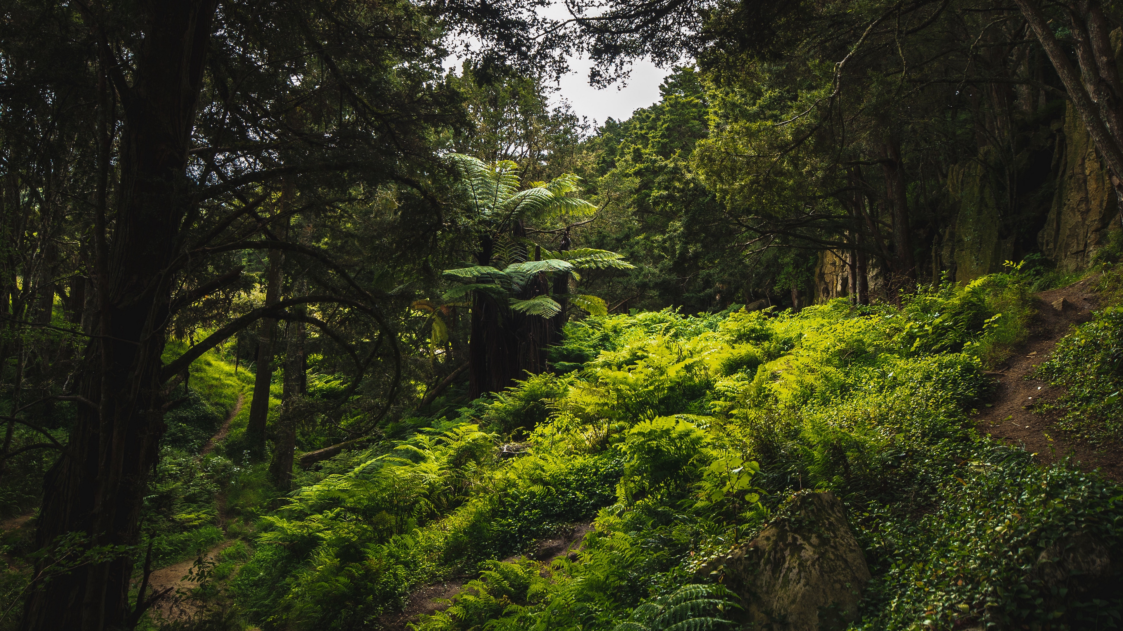 Wallpaper 4k trees, green, trekking, exploration, travel, waipu, new zealand 4k Wallpaper