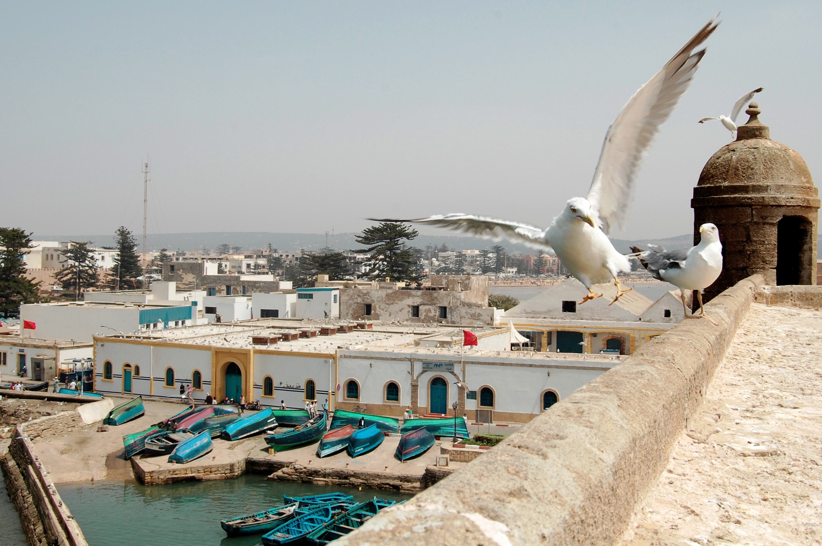 Wallpaper / seagull morocco and sea HD 4k wallpaper free download